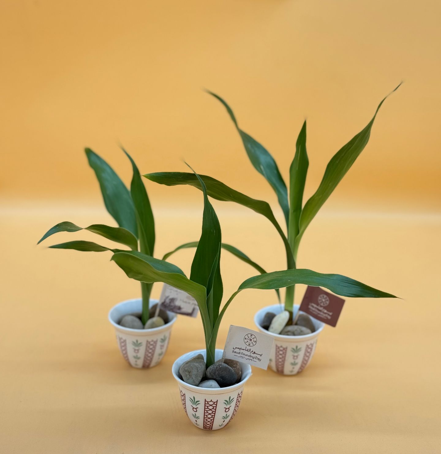 Distribution Of Bamboo Stem Cups With Seeds