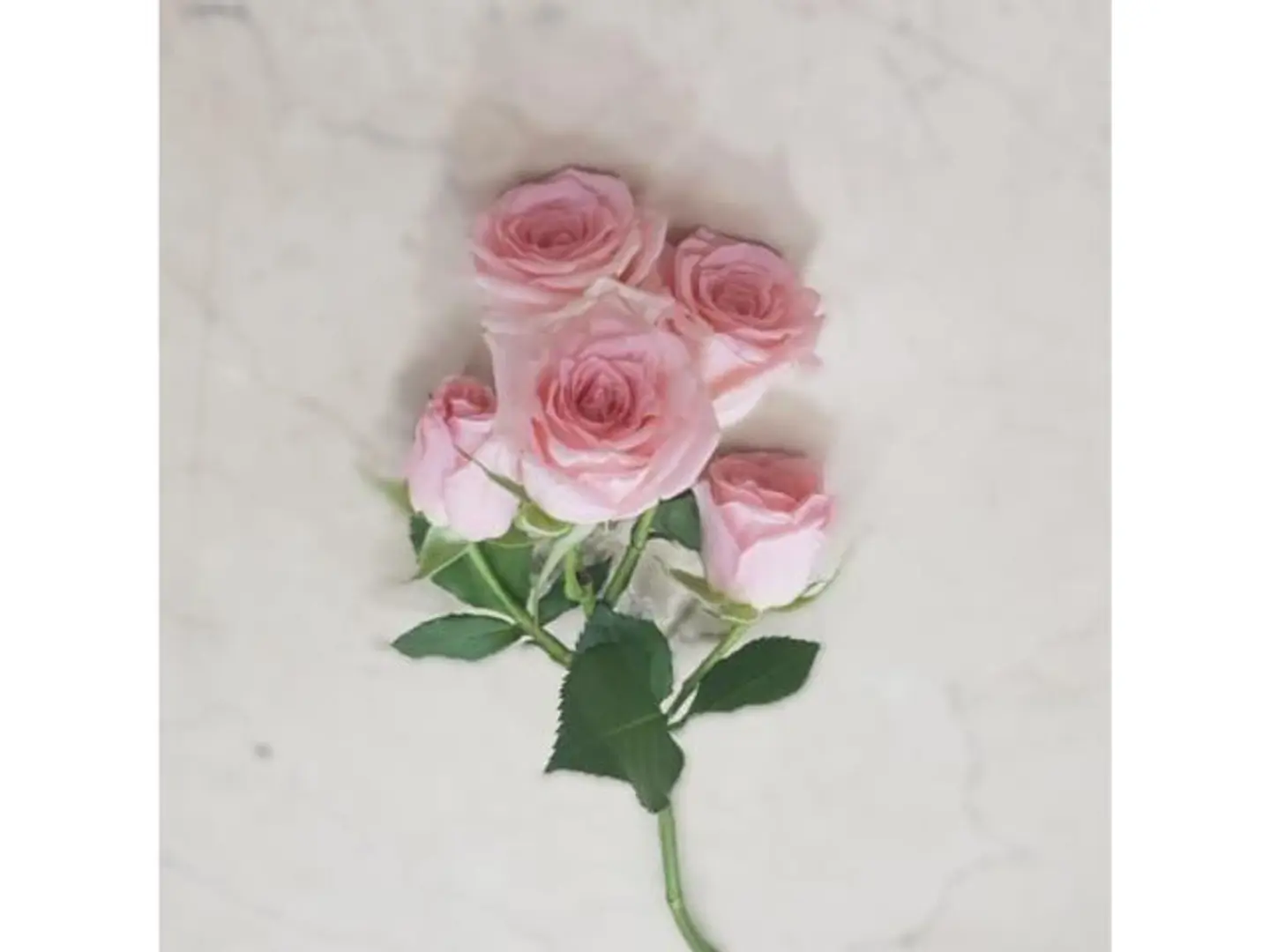 Light Pink Baby Rose