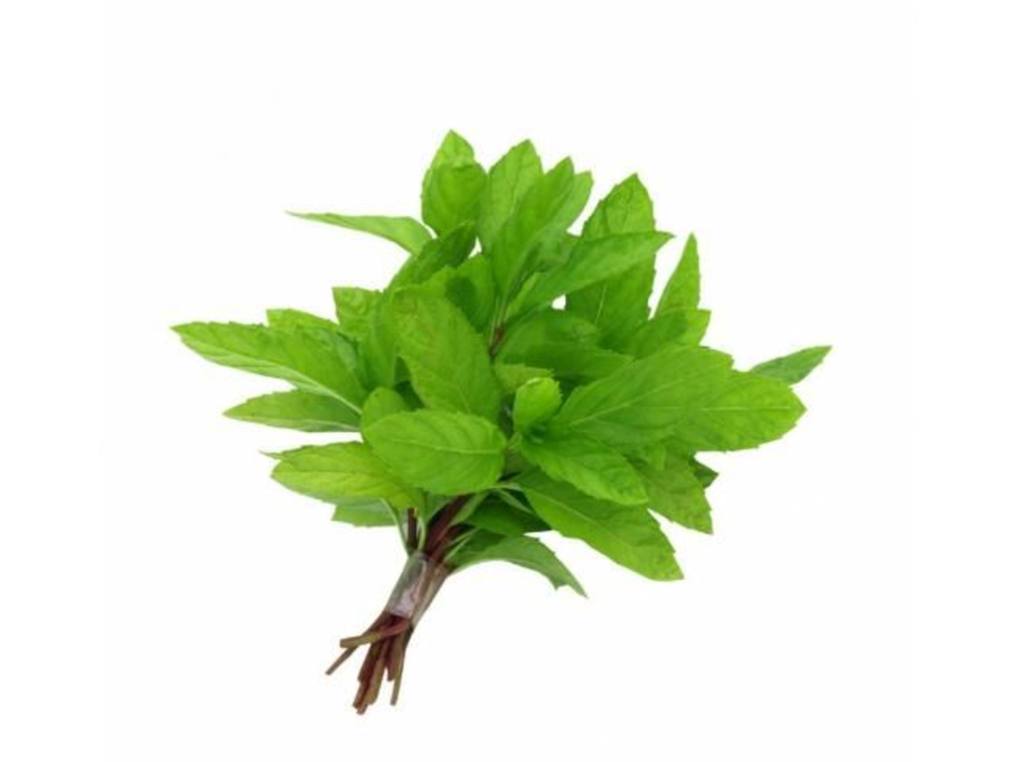 نعناع