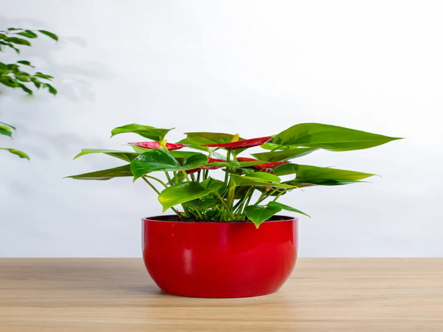 Red Anthurium Plant In A Red Ceramic Pot