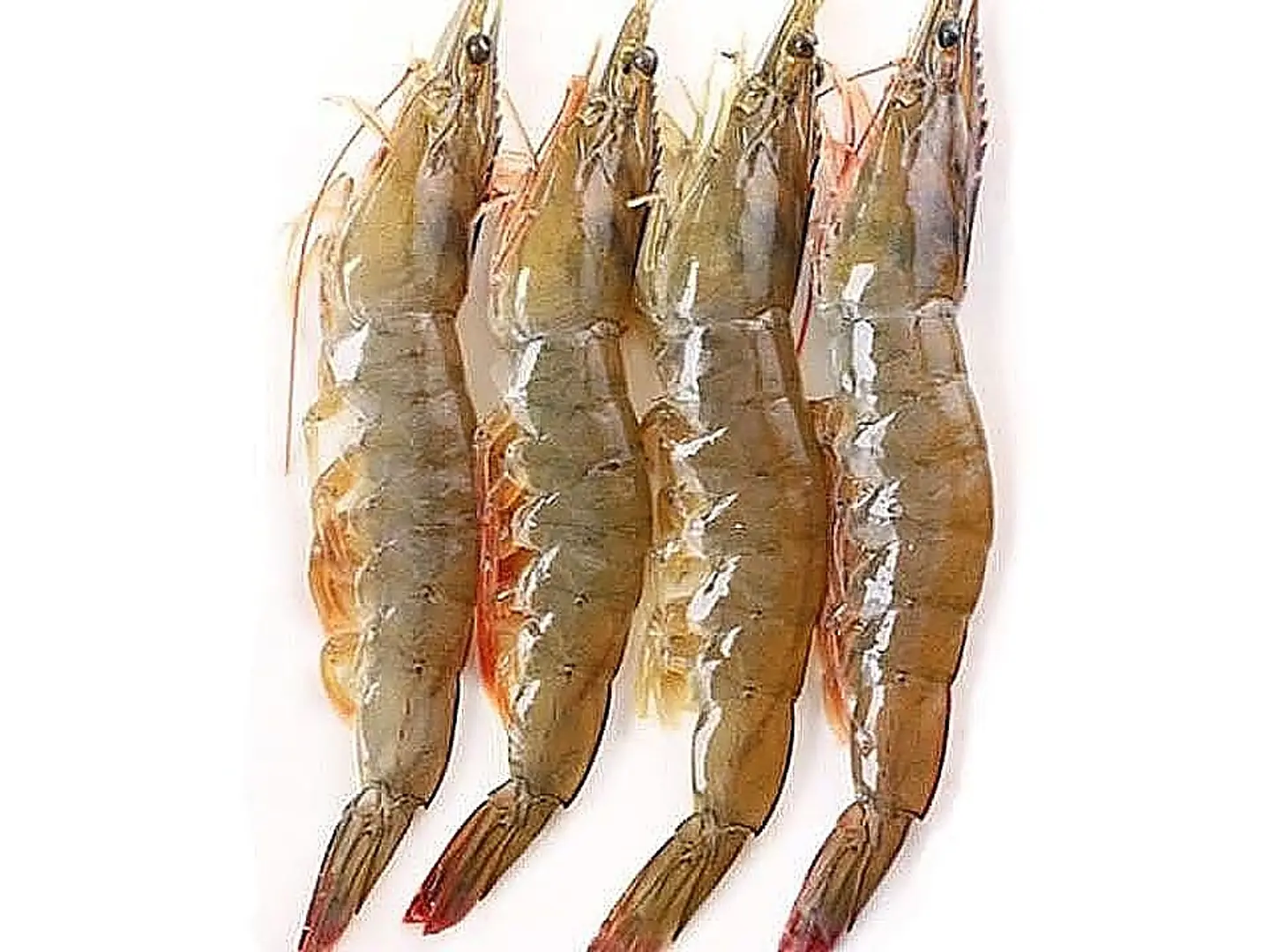 Shrimp 1 Kg