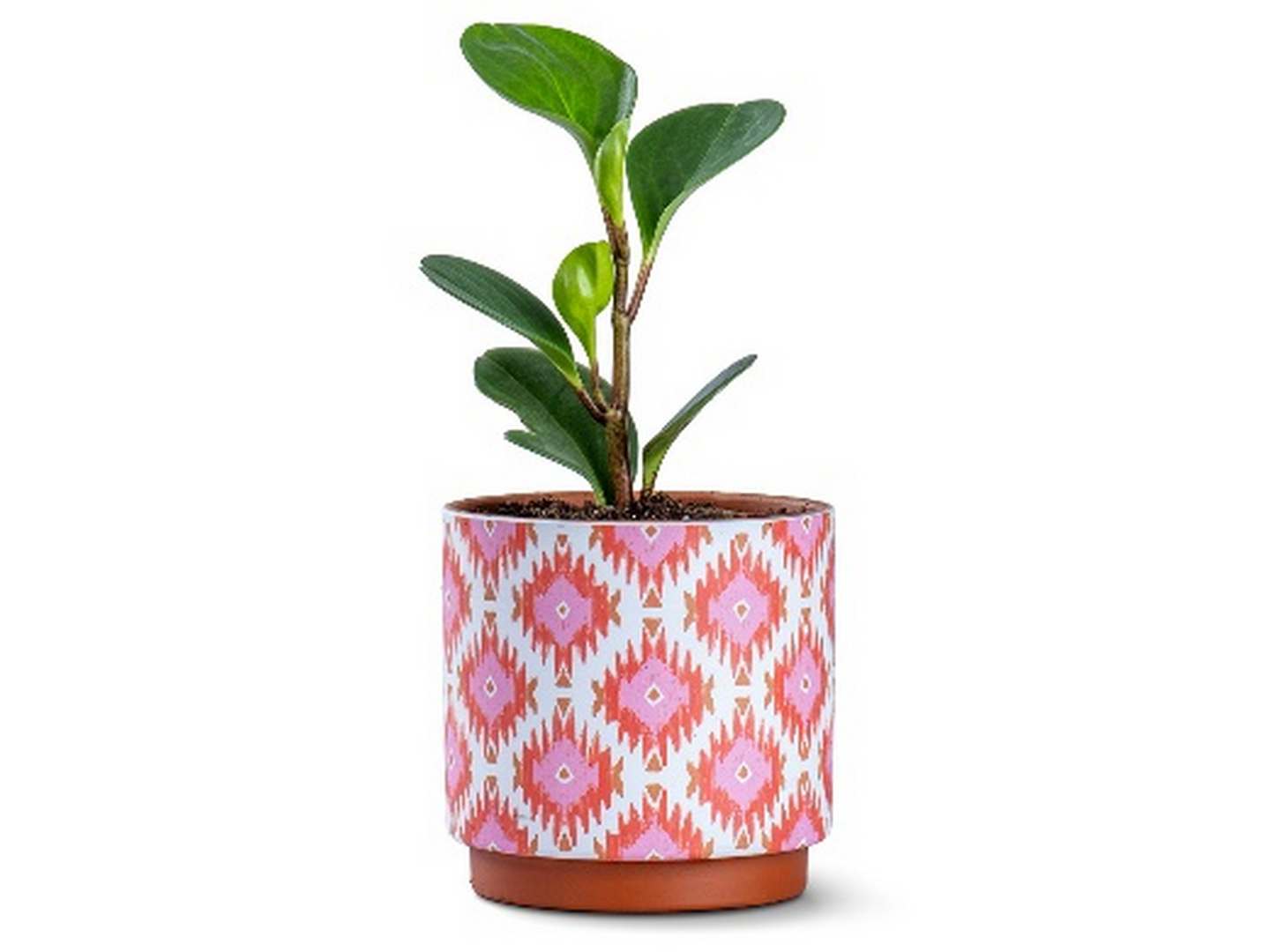 Pepporomia Potted Plant