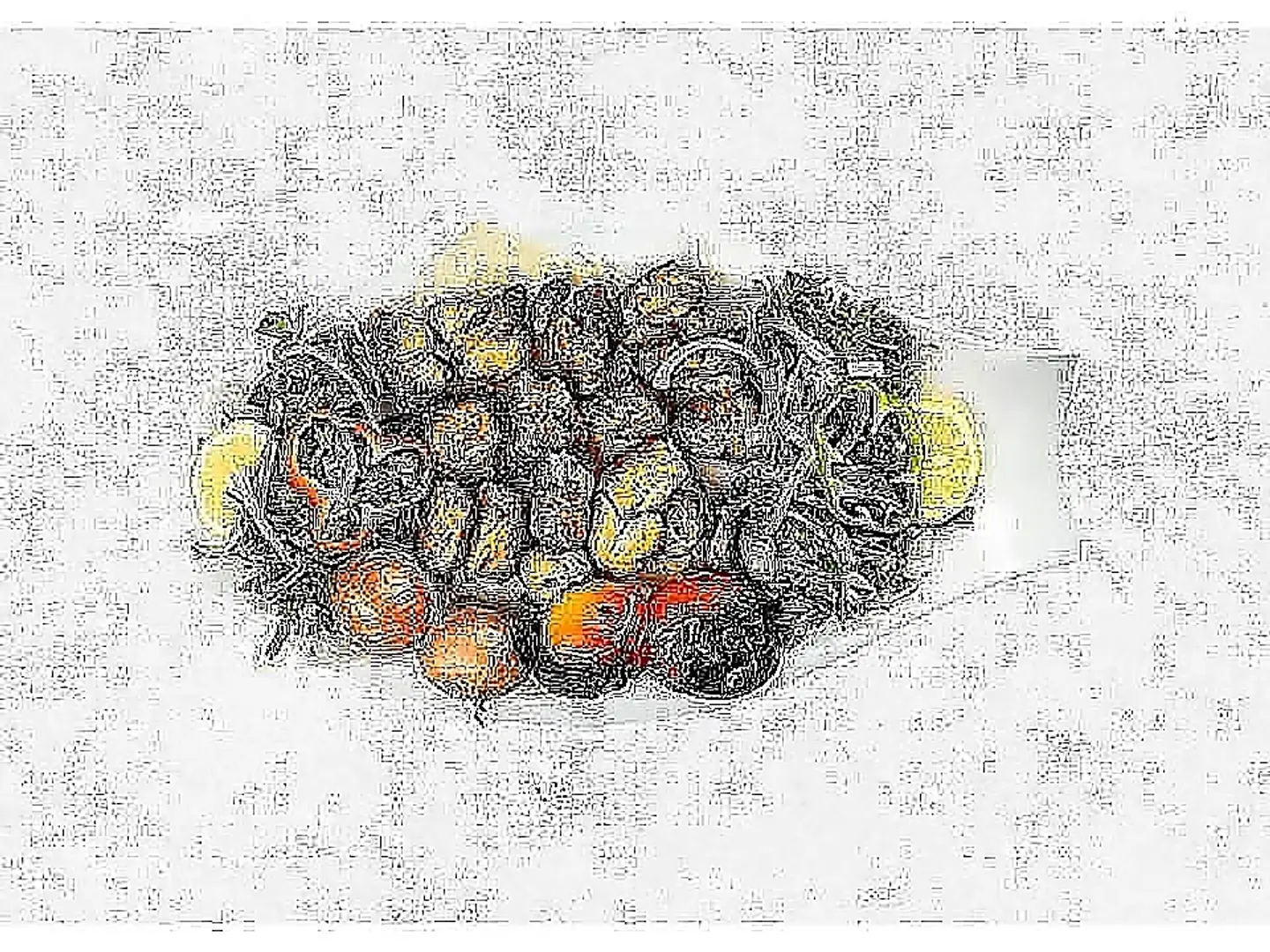 ربع شيش طاووق