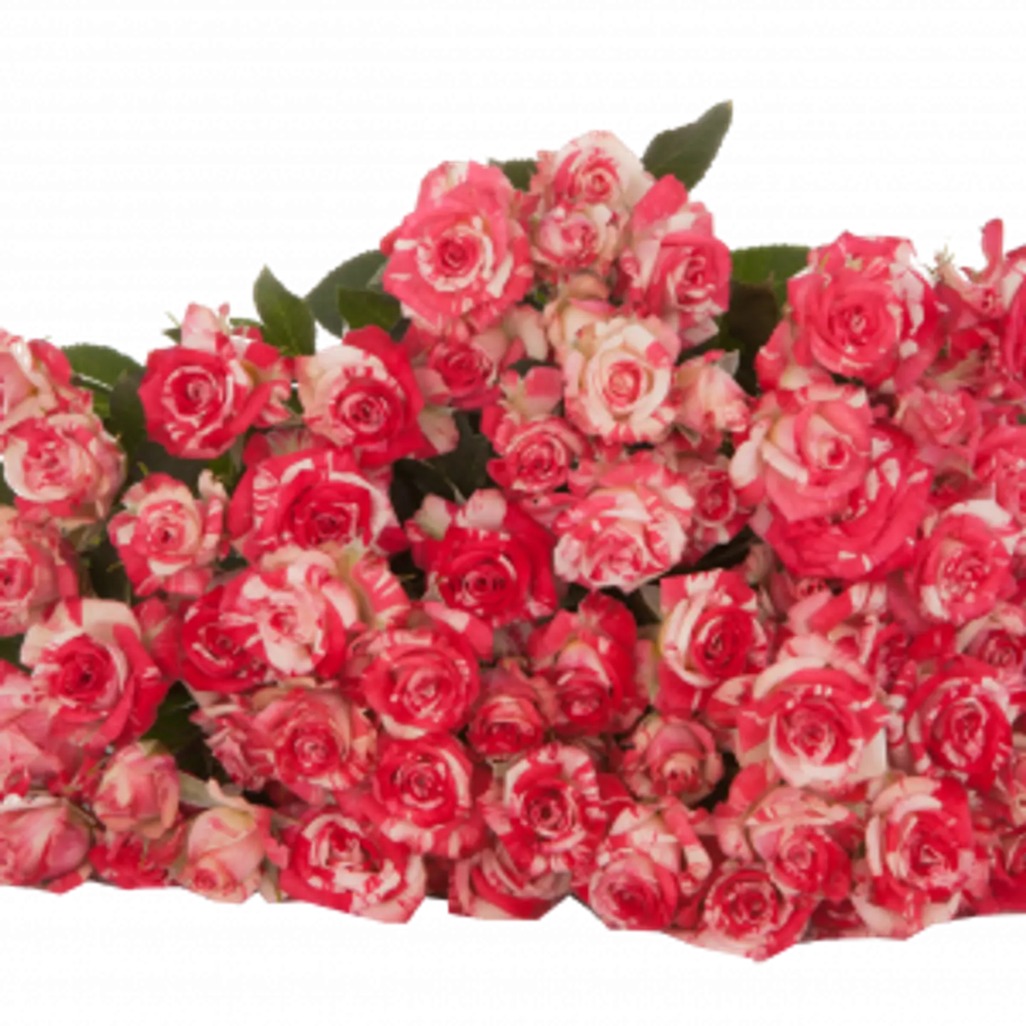 A13 Pink Spray Rose 10 Stem