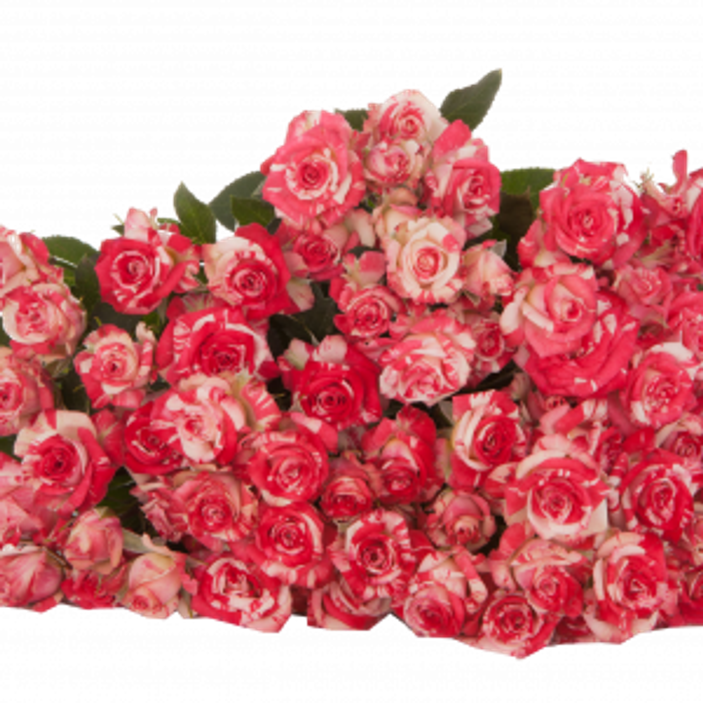 A13 Pink Spray Rose 10 Stem