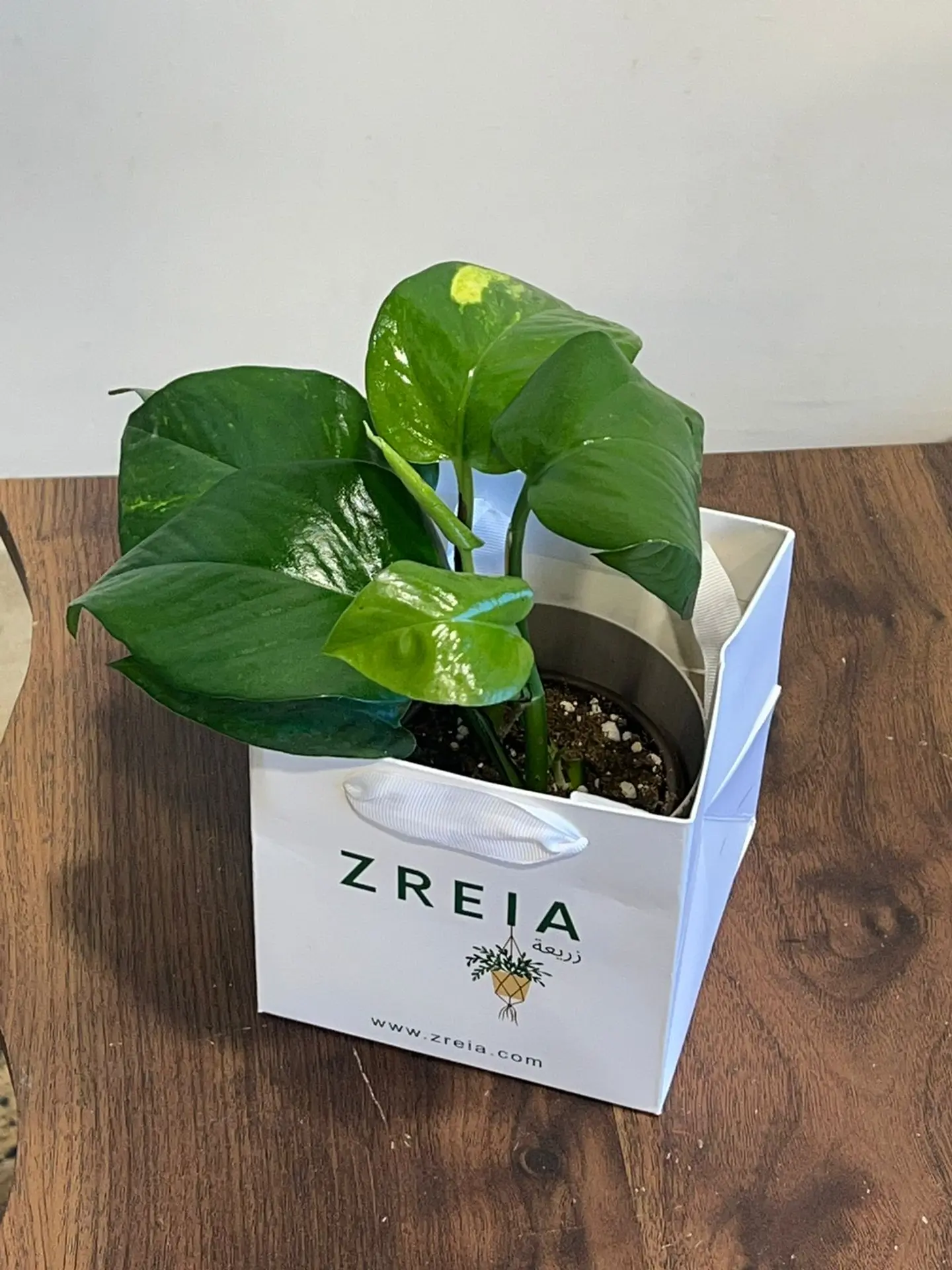 Golden Pothos Plant Prepared In A 12cm White Zreia Package