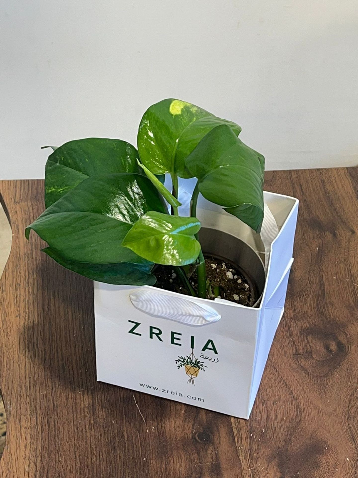 Golden Pothos Plant Prepared In A 12cm White Zreia Package