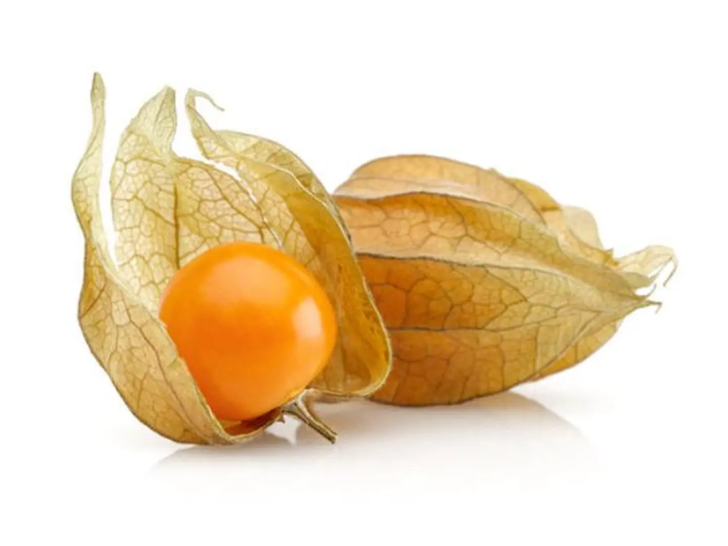 Physalis Holland