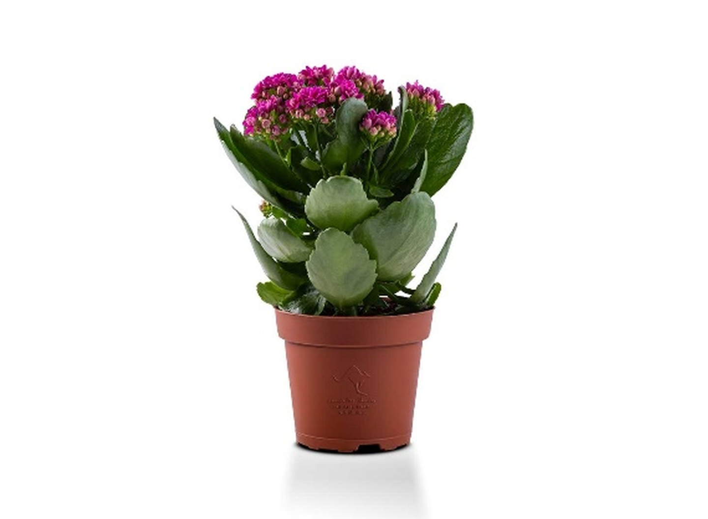 Kalanchoe Mixed 6 Color