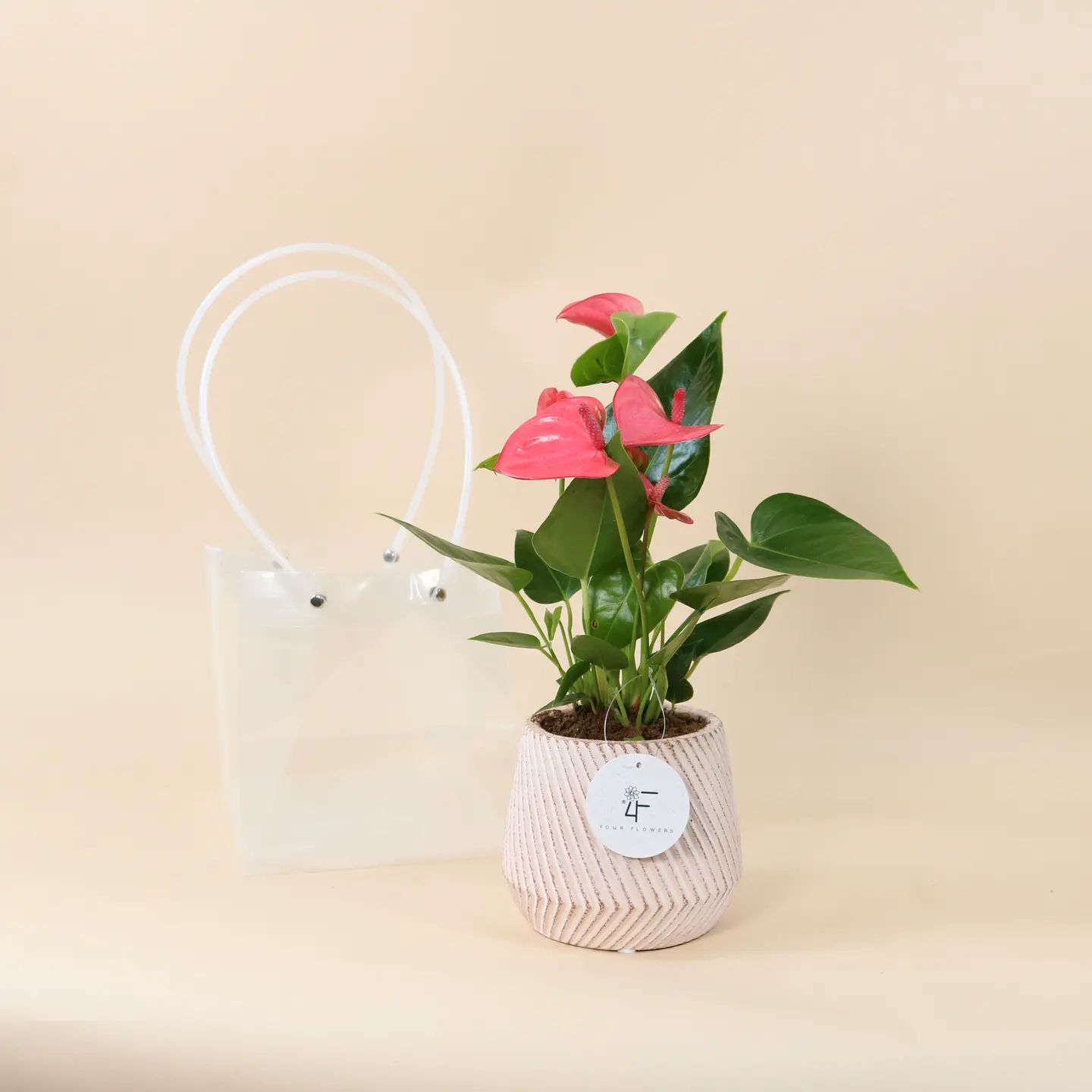 Anthurium Plant Pink