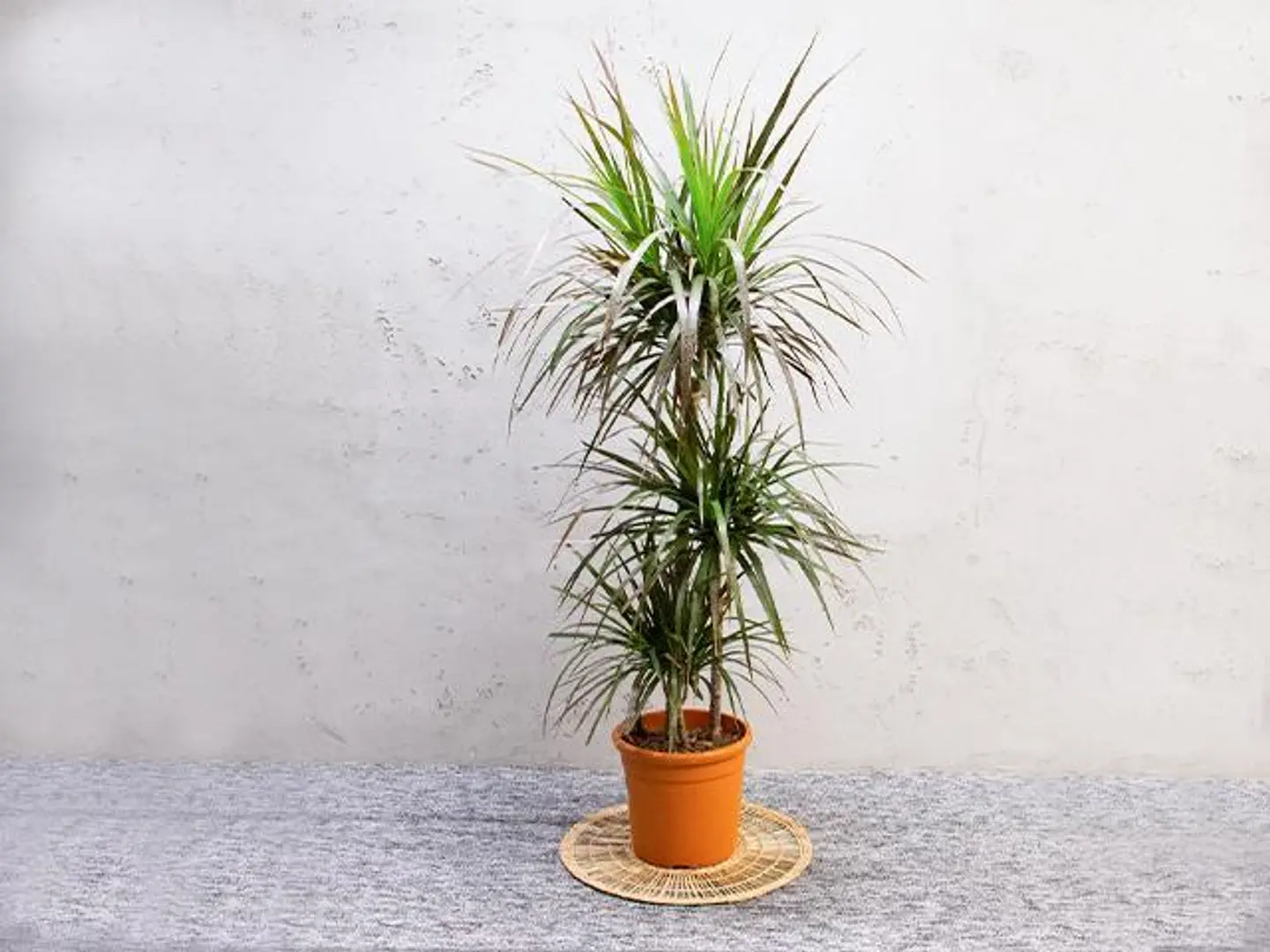 Dracaena Marginata