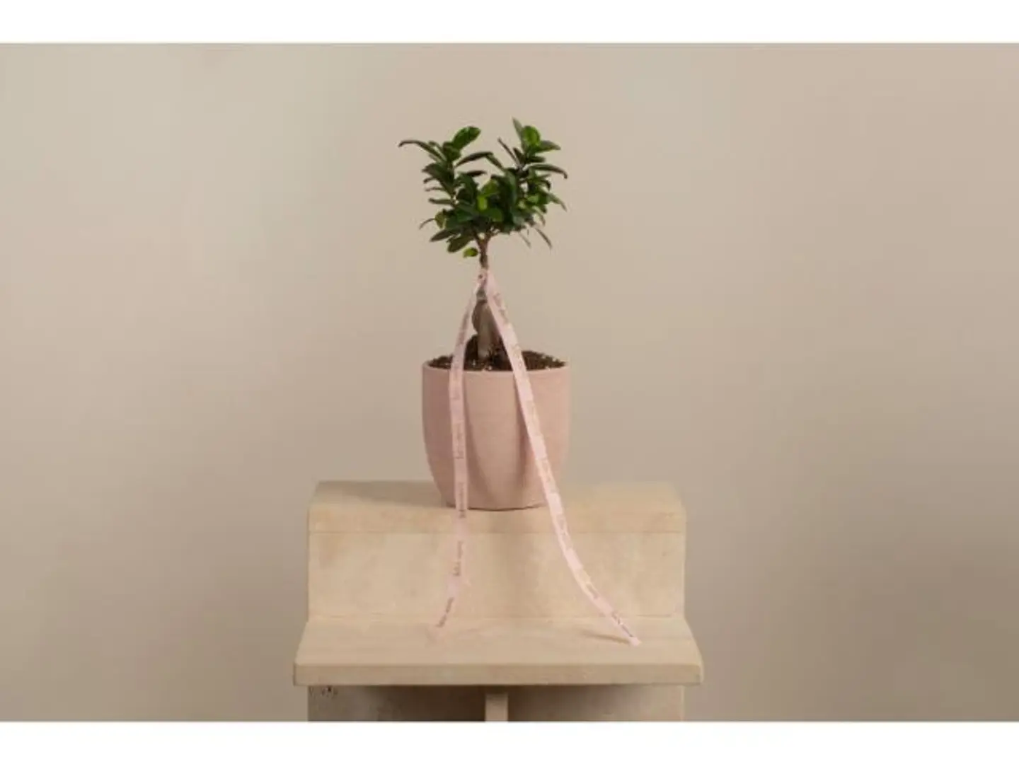 نبتة البونساي زهري
