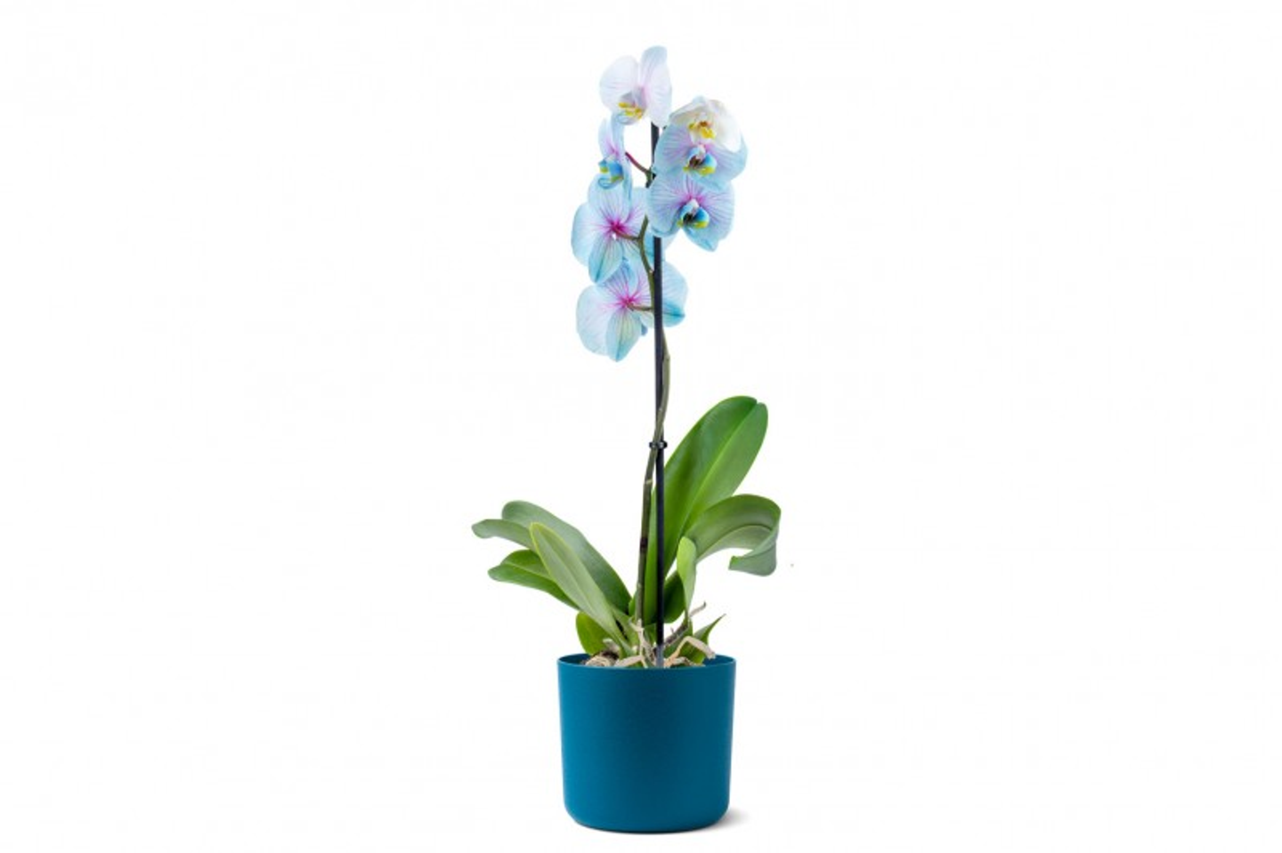 Phalaenopsis "Wonder Of Nature" Orchid In Burgundy Matte Pot