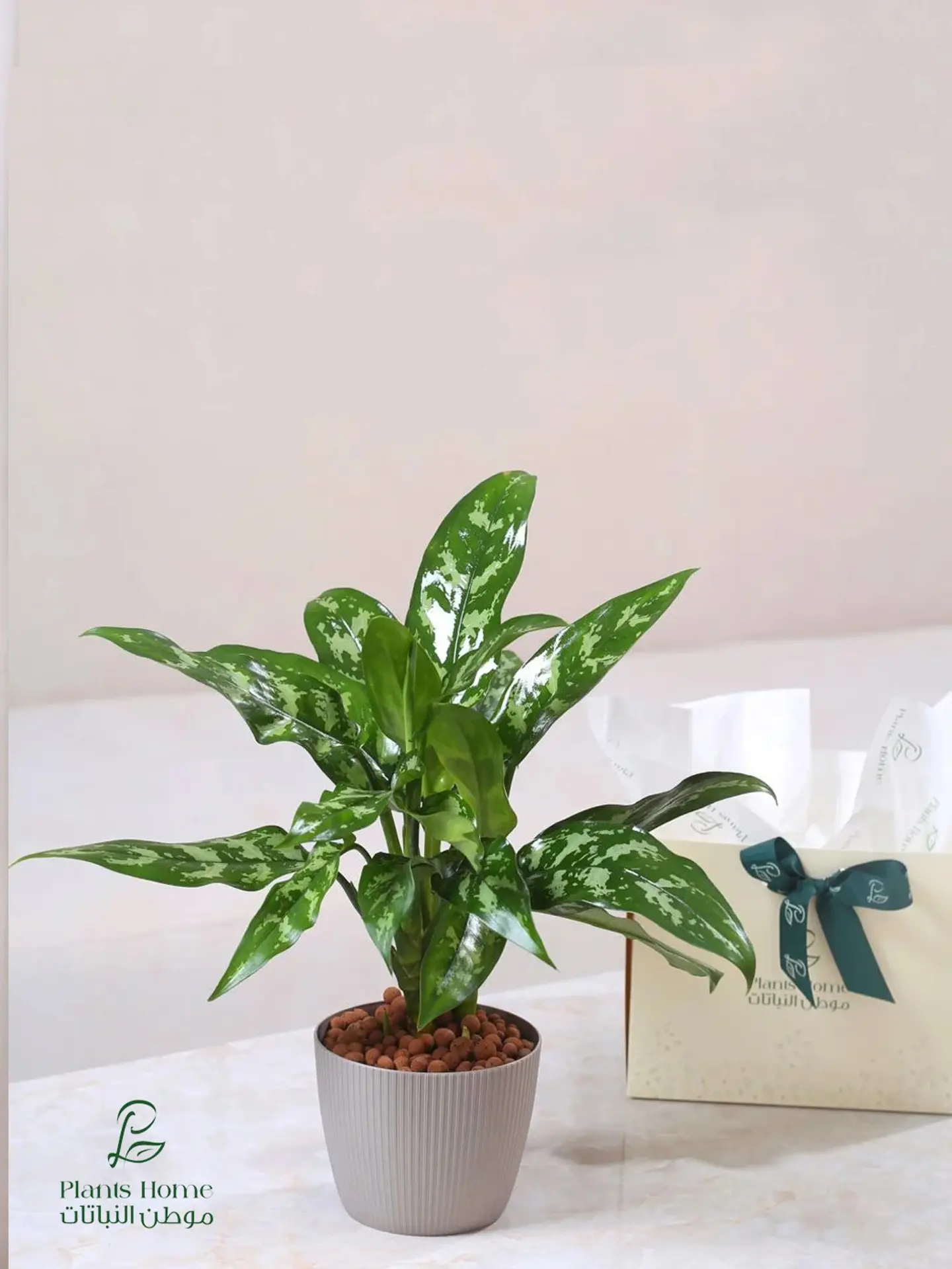 Aglaonema In Gray Plastic Pot With Lecca Stones, Luxury Box & Gift Card