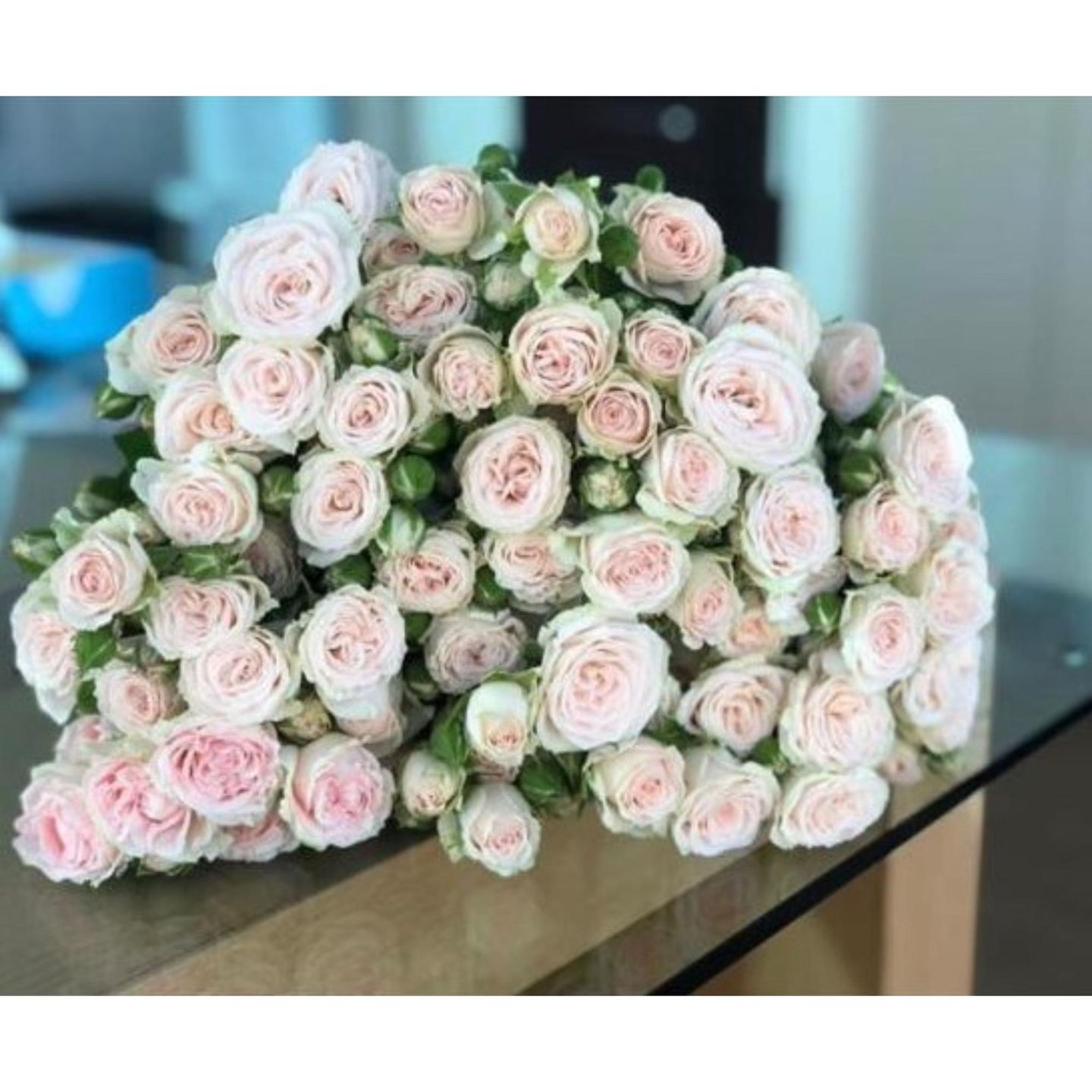 Baby Rose Bundle