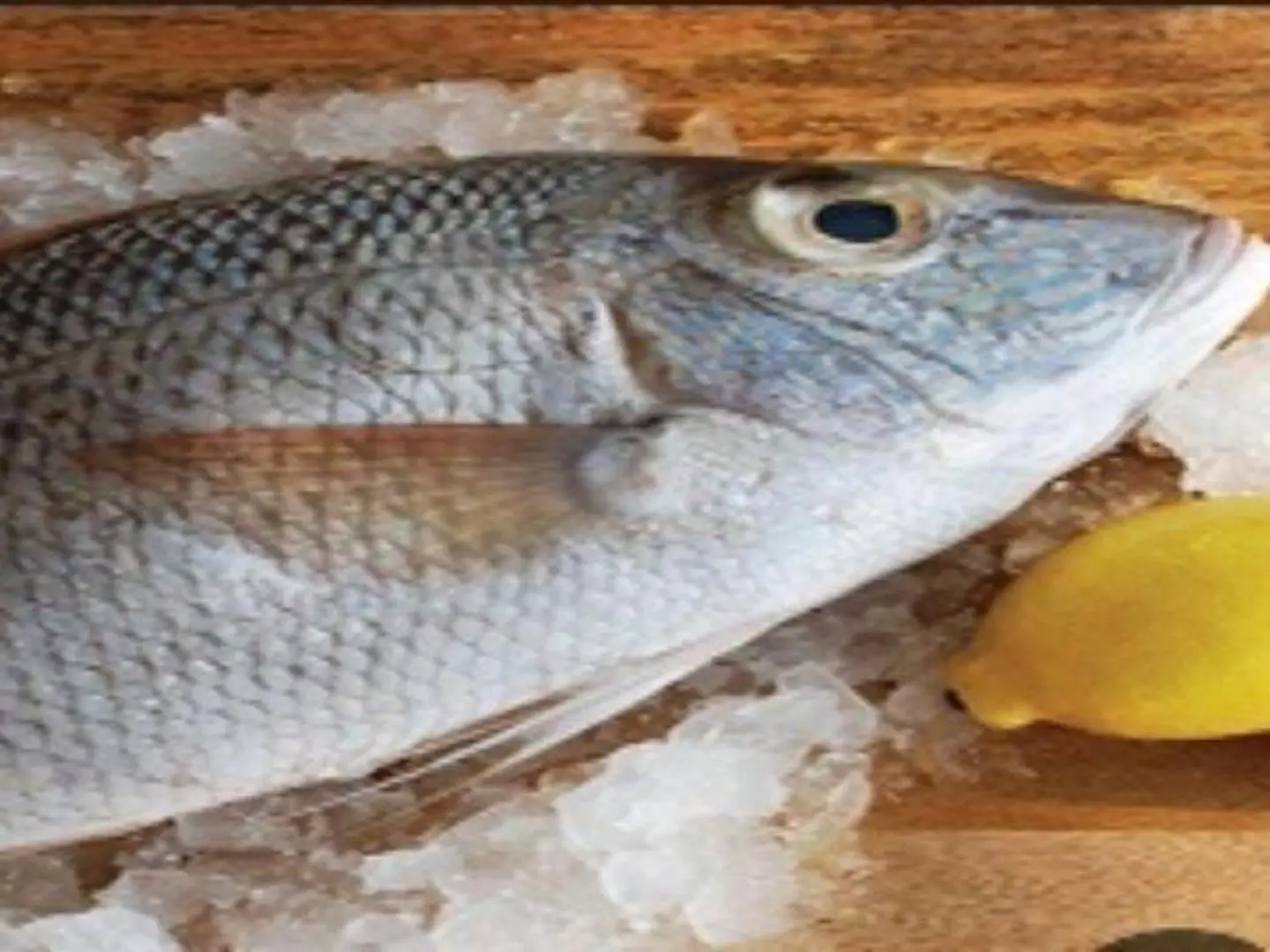 Shaur Qmr Fish
