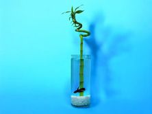 Bamboo And Fighter Fish 0183