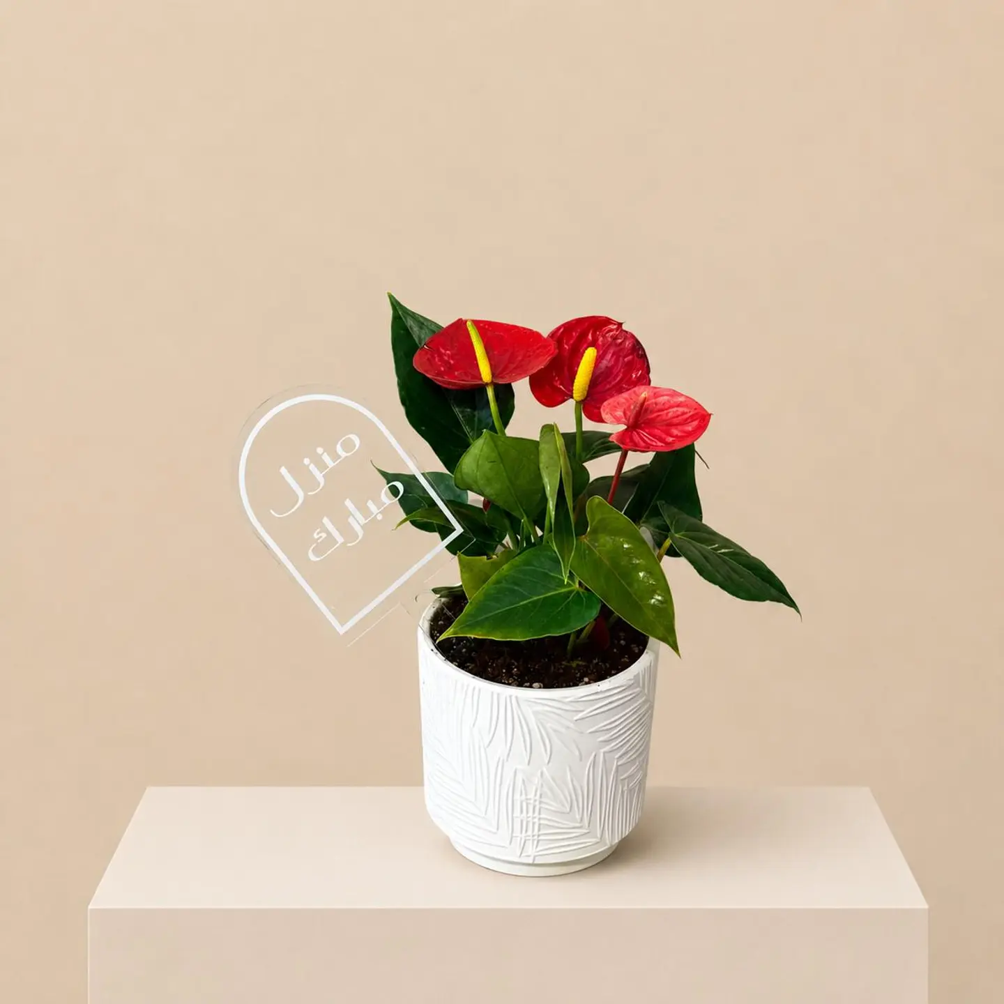 Anthurium Elegance
