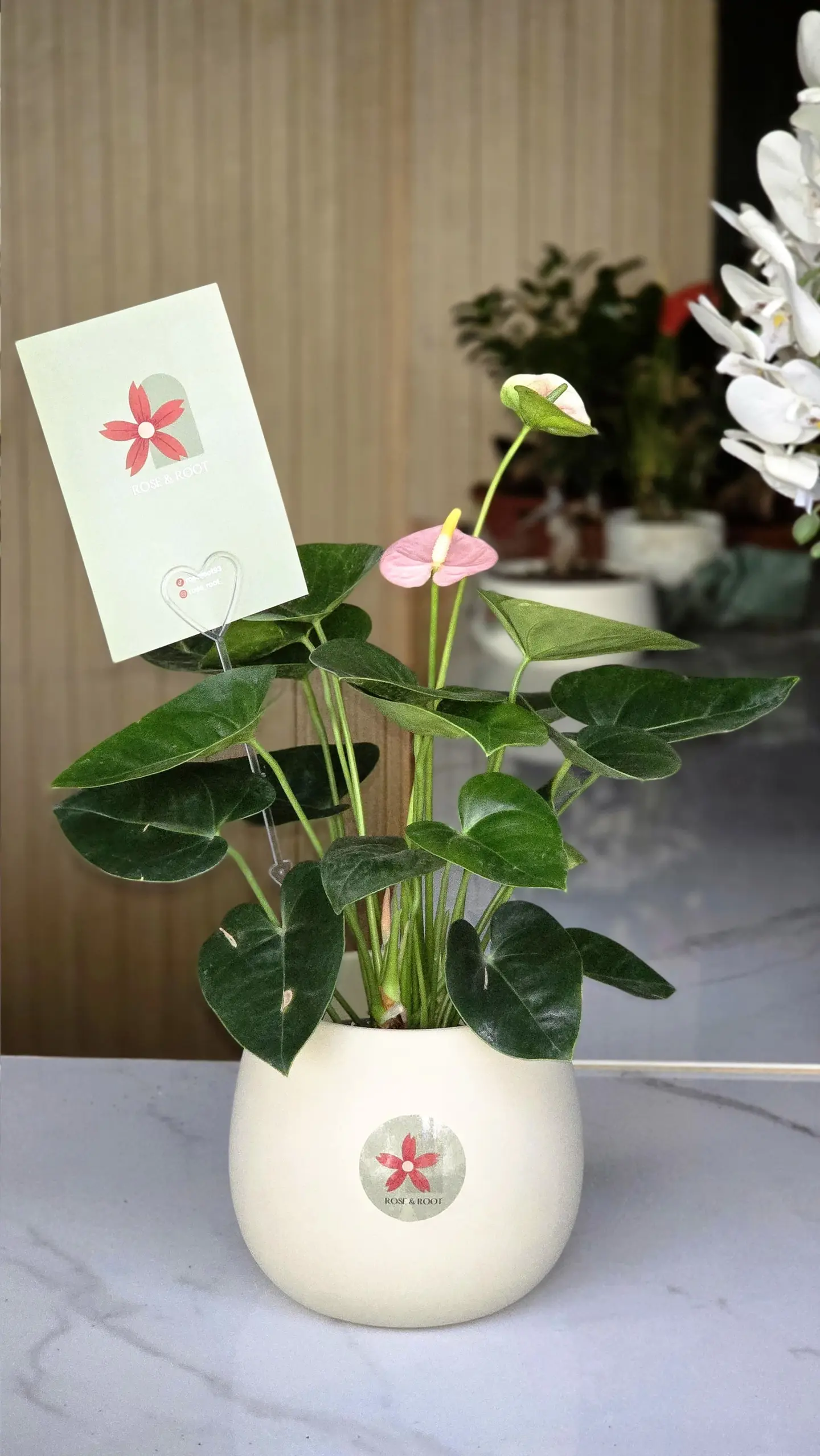Pink Natural Anthurium Plant