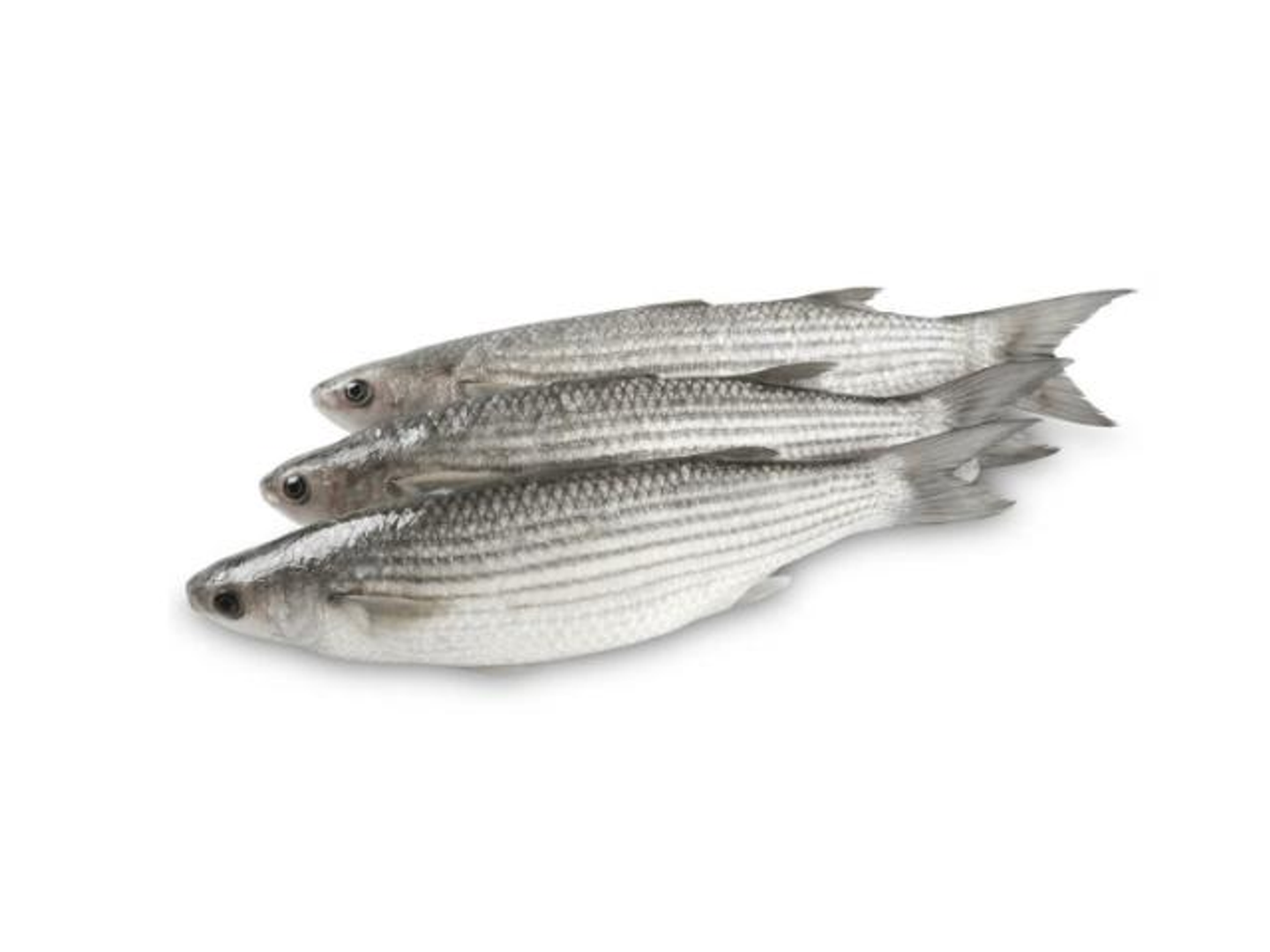 Mullet