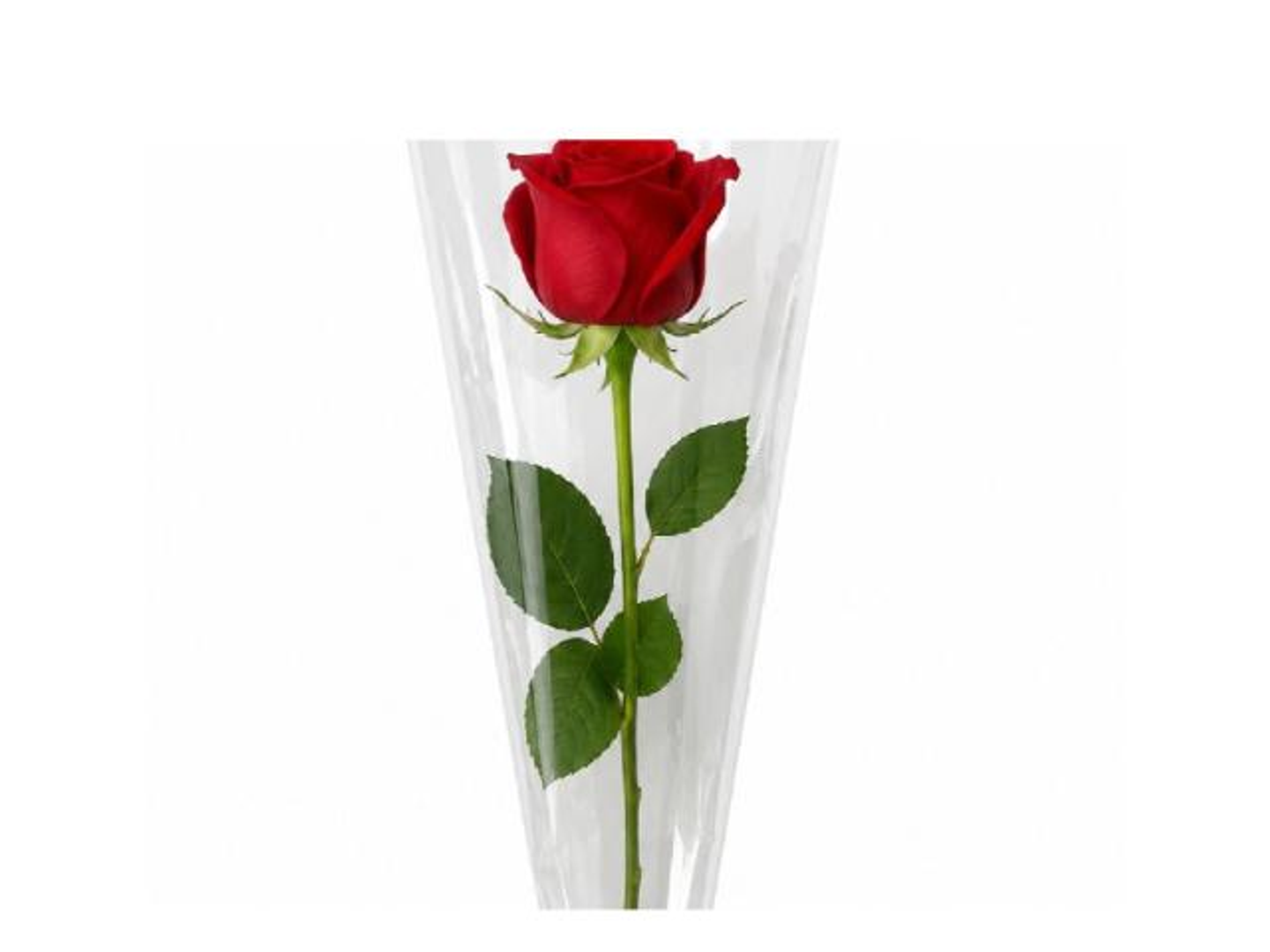 Red Rose Stem