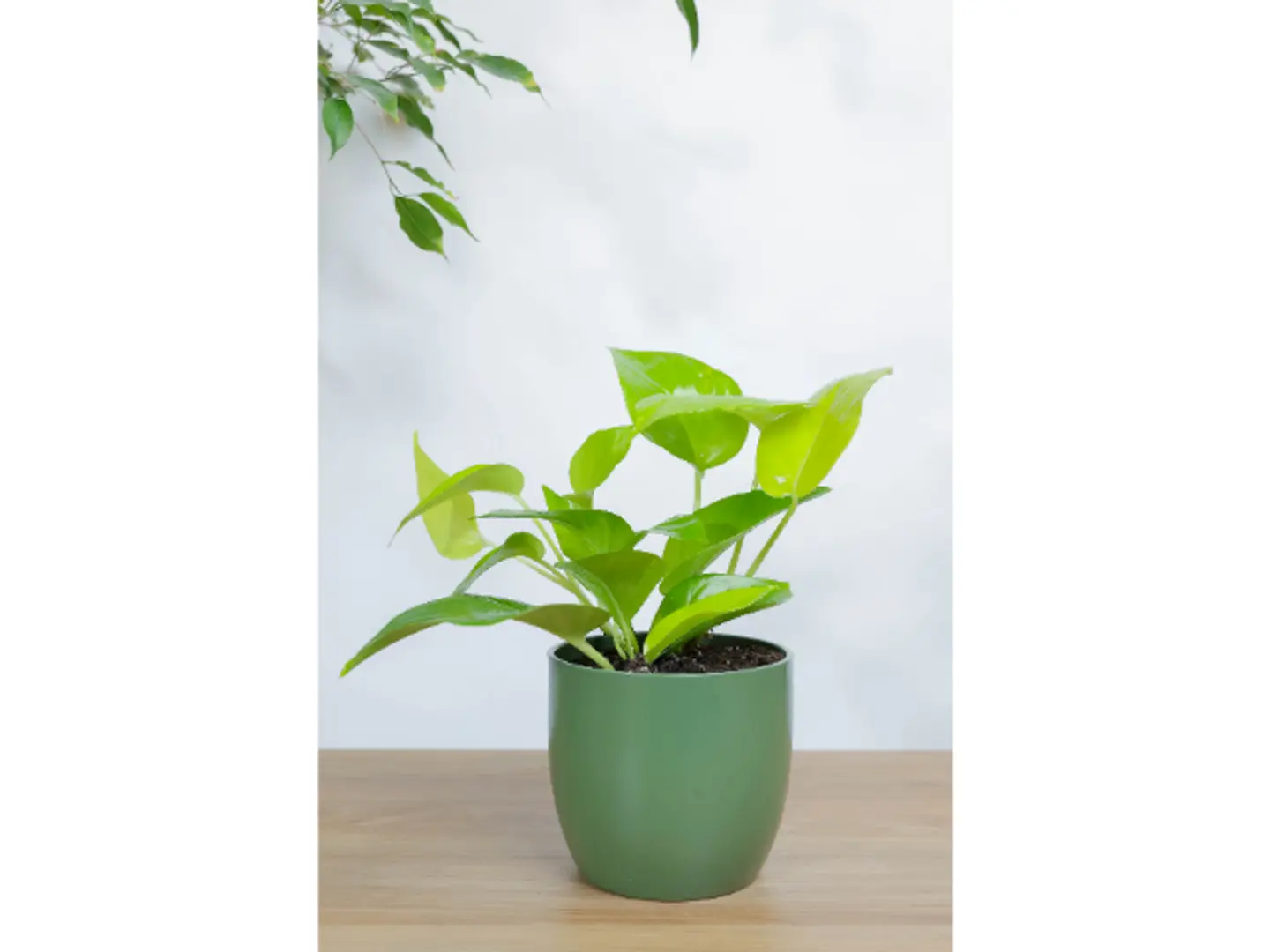 نبتة بوتس نيون في اصيص سيراميك اخضر