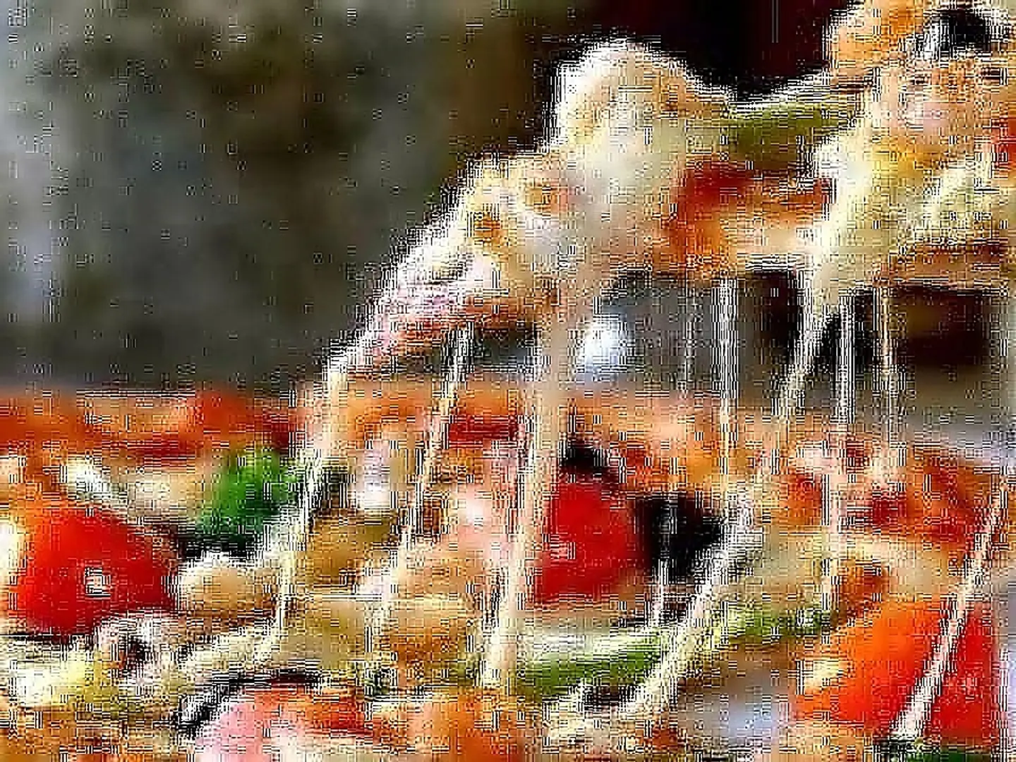 Vegetable Pizza