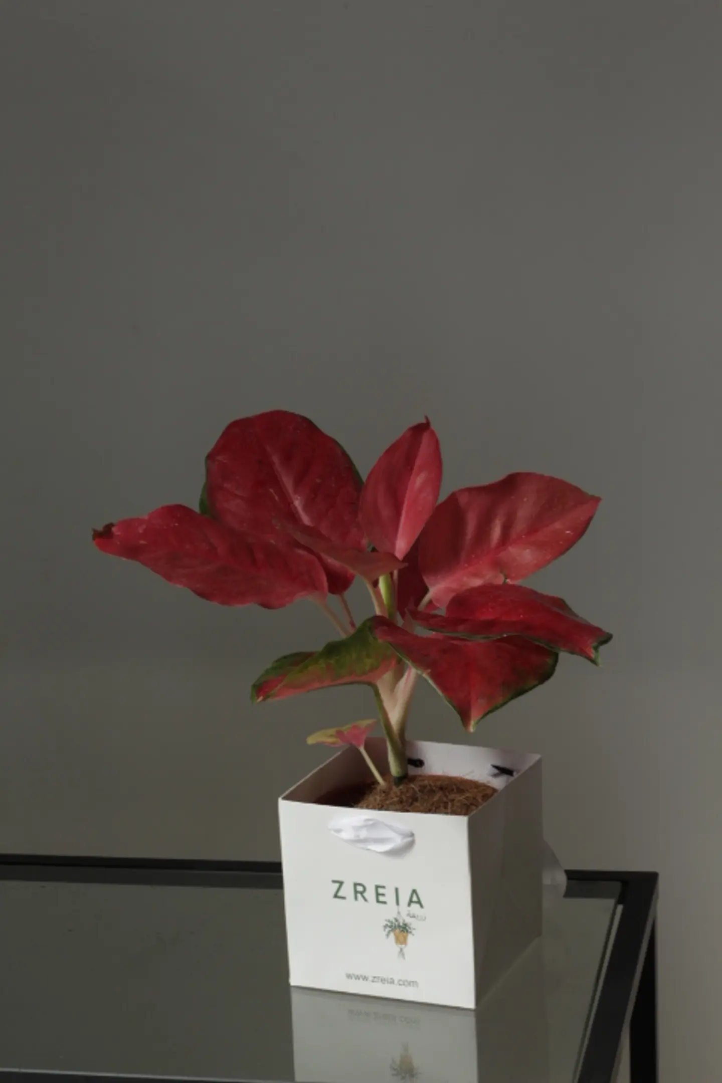 A Large Pink Aglaonema Plant, A Package Of White Zreia, 12cm
