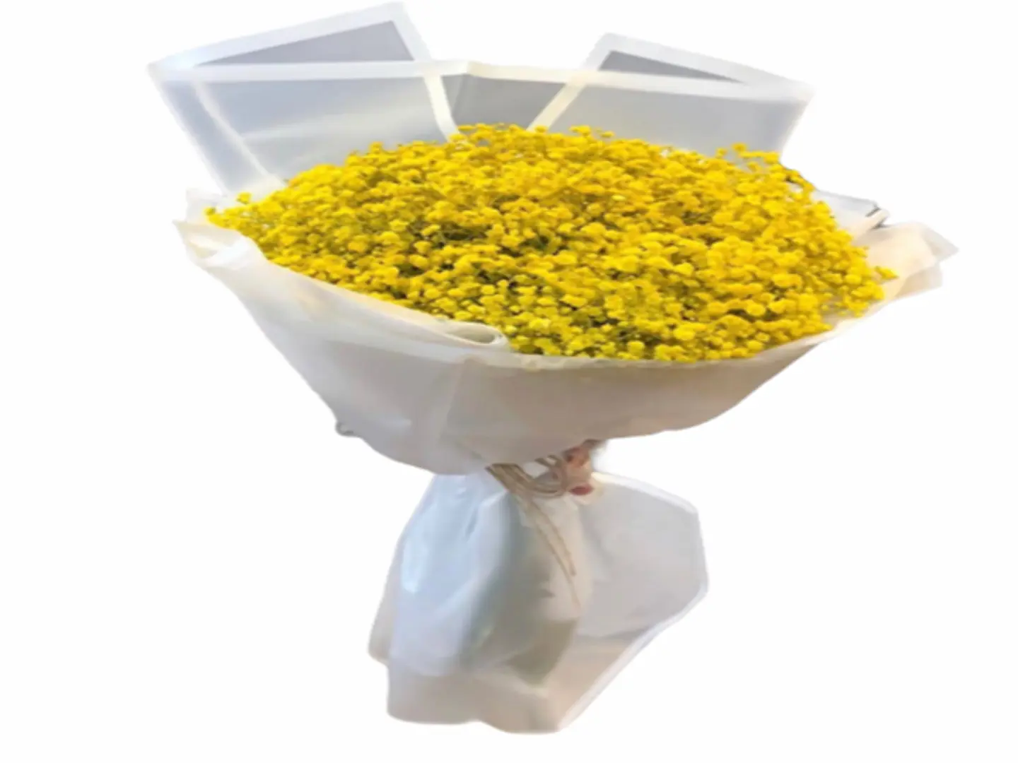 Yellow Gypsophilia