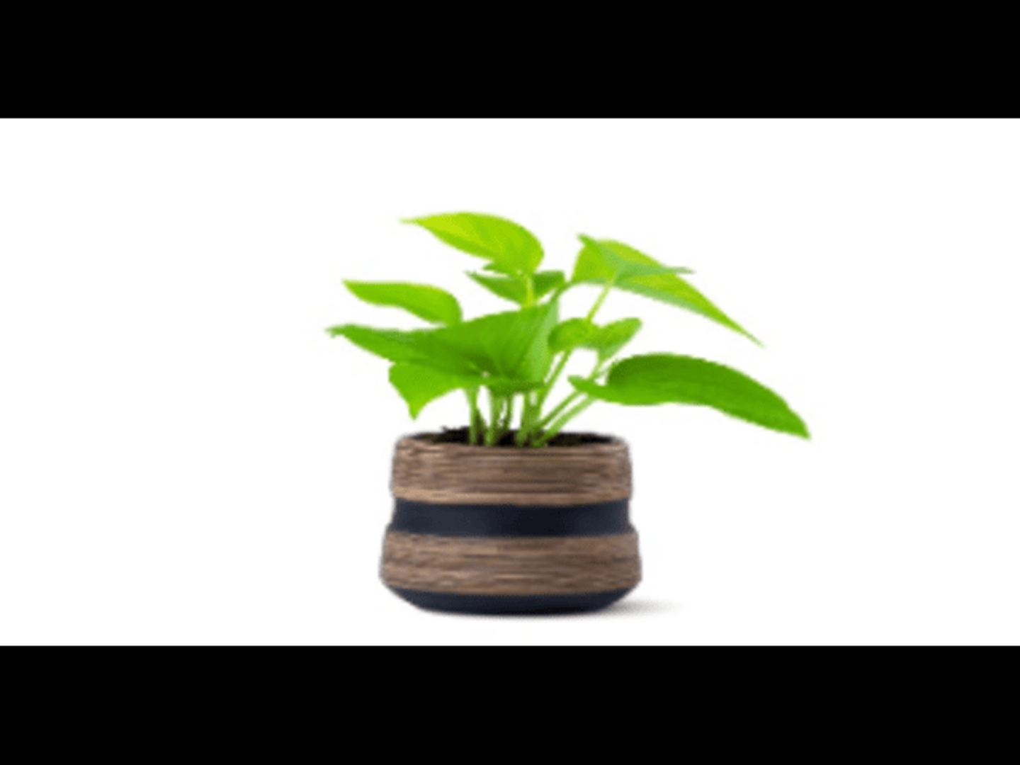 A Black Potted Potted Potted With Potted Plants.