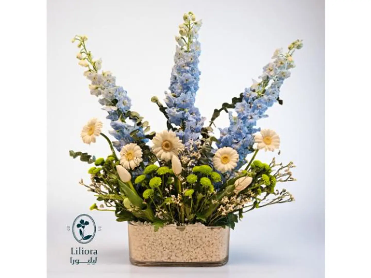 فازه ورد فريش هورايزن