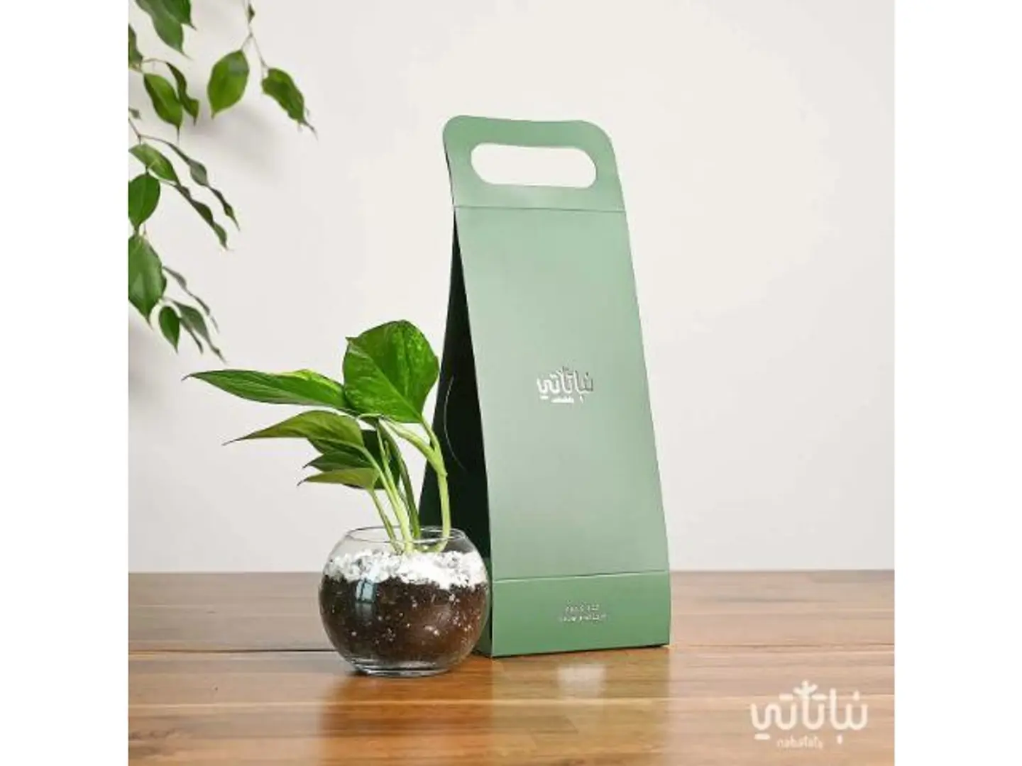 Pothos Green Holder Gift