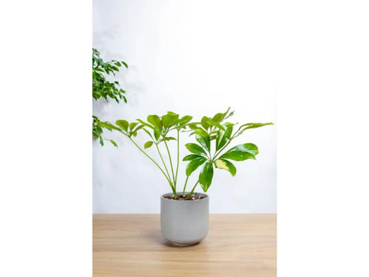 Schefflera Plant In A Lead Marble Basin