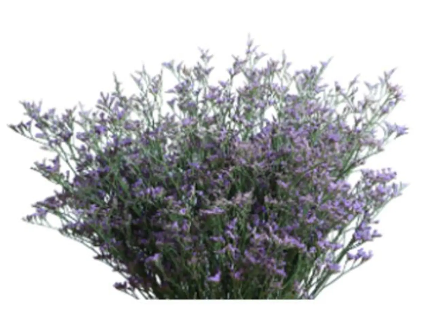 Limonium Blue