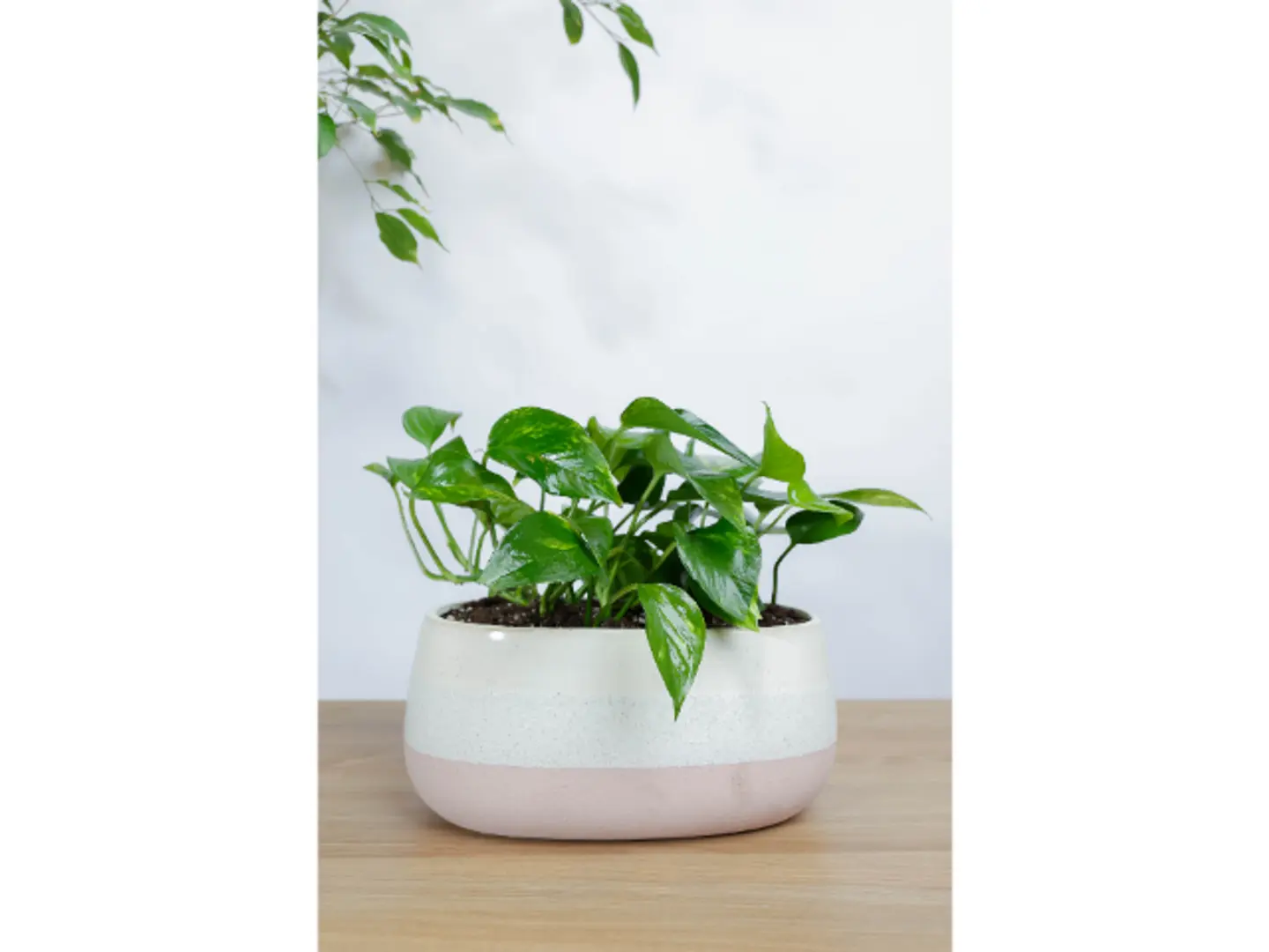 حديقة جولدن بوتس في اصيص سيراميك بين اللون الابيض والوردي بشكل مميز وجذاب