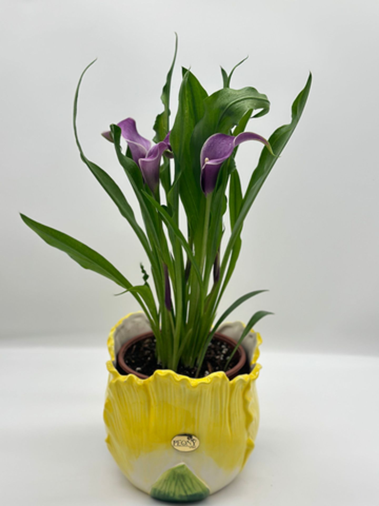 Mauve Calla Plant With Vase