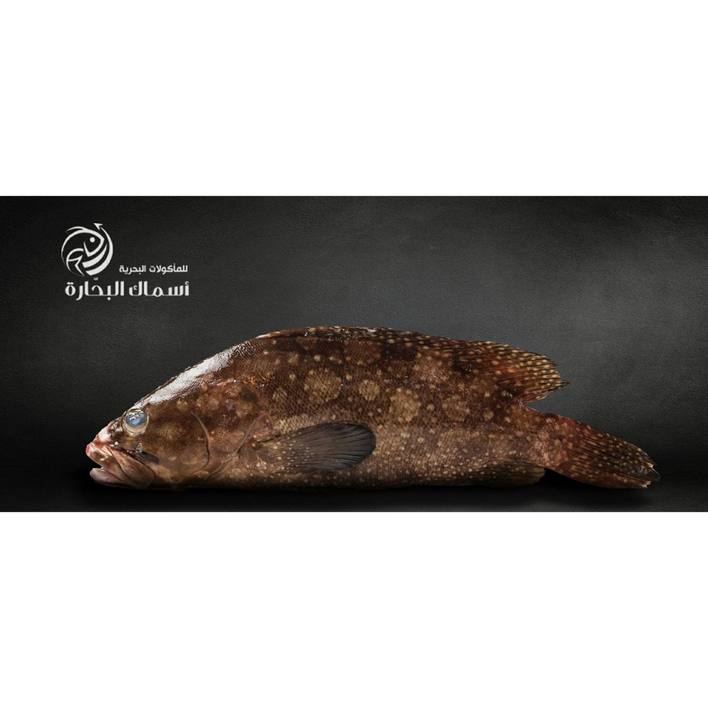 Hamour Fish - Kilo
