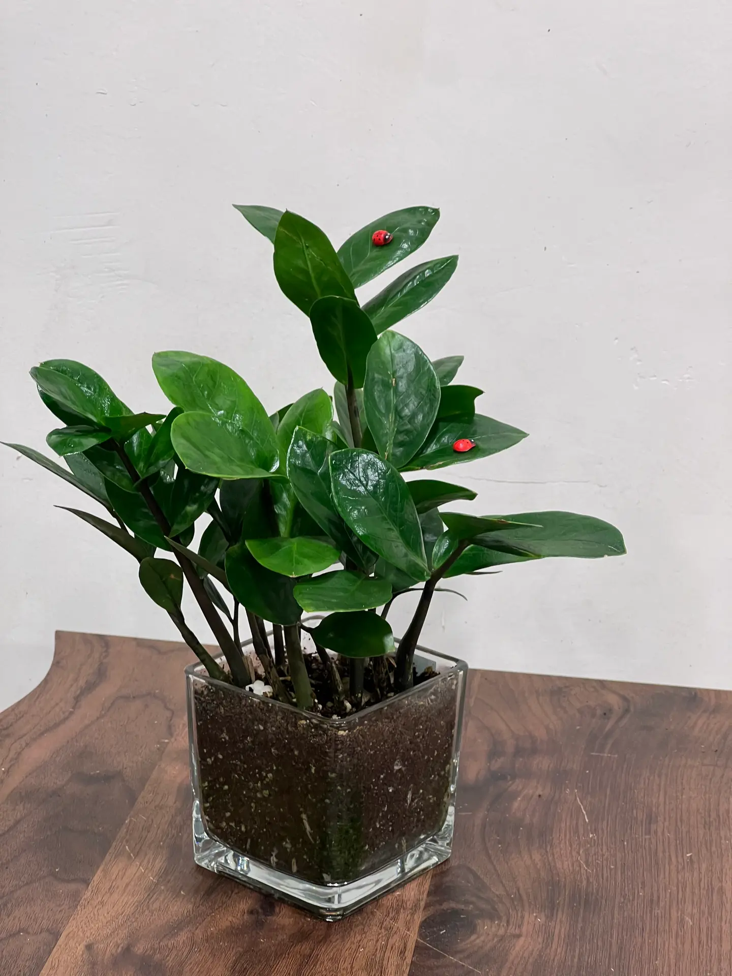 Zamia Plant In A 10*10 Square Glass Pot