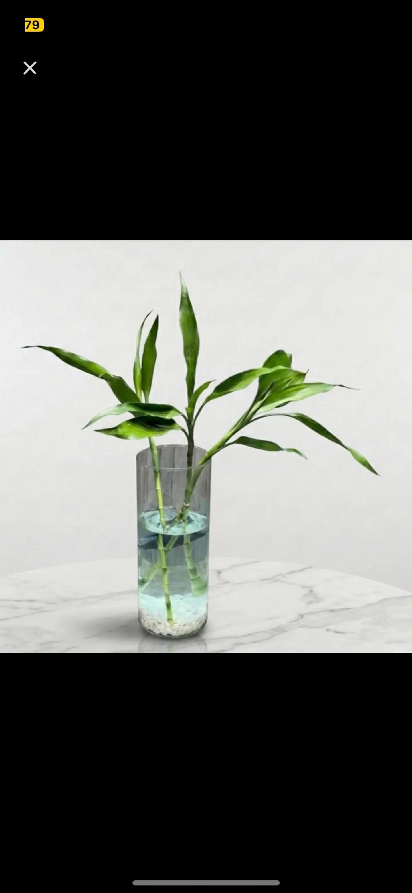 فازة نبات بامبو مع سمك الفايتر 701