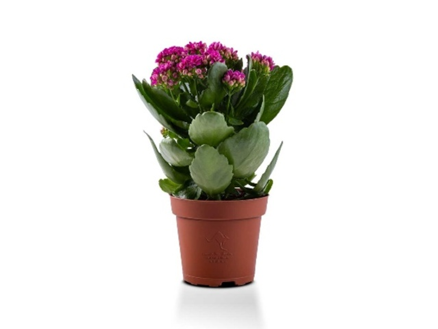 Kalanchoe Mixed 6 Color