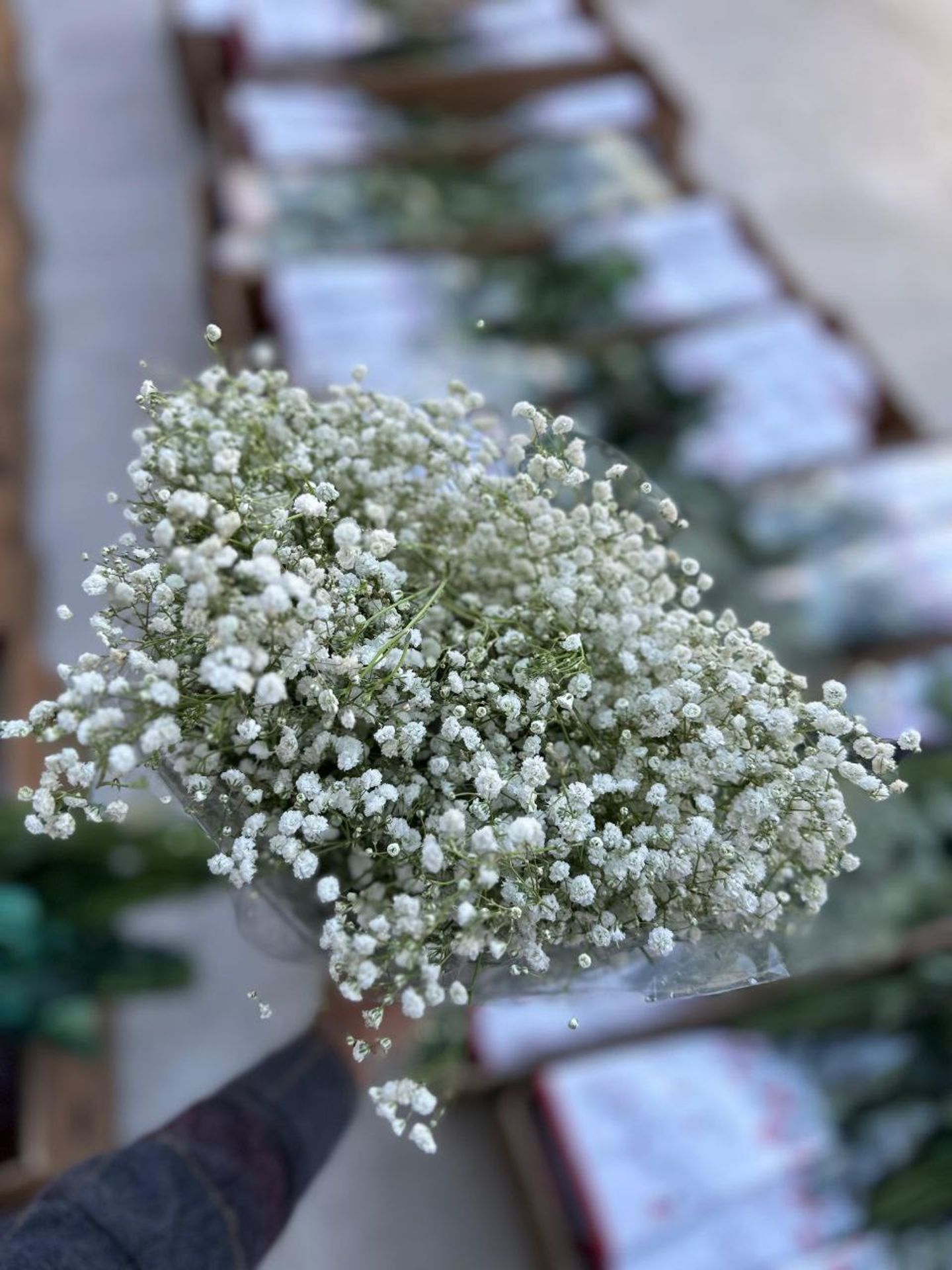 Gypsophila Packet