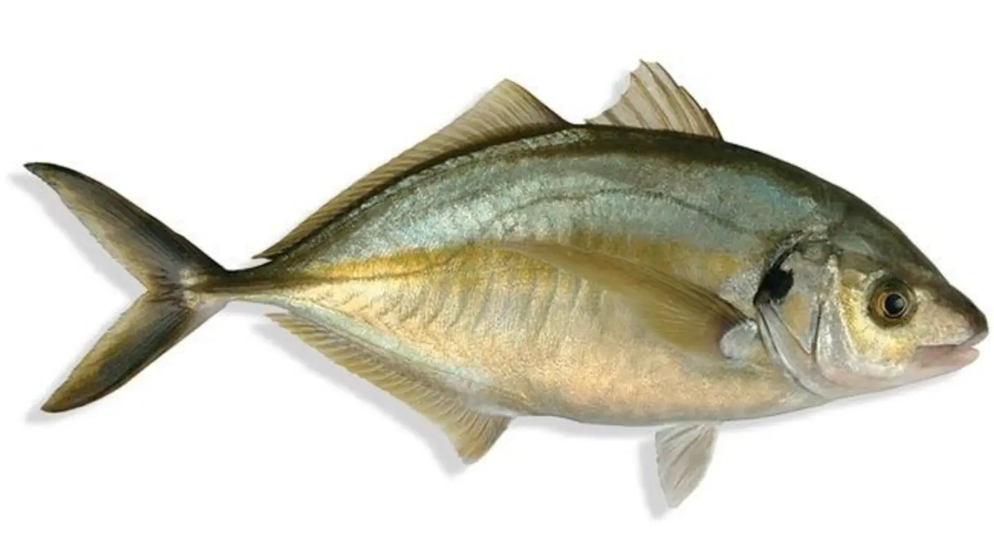 Grilled Fish Emperor 700 900g