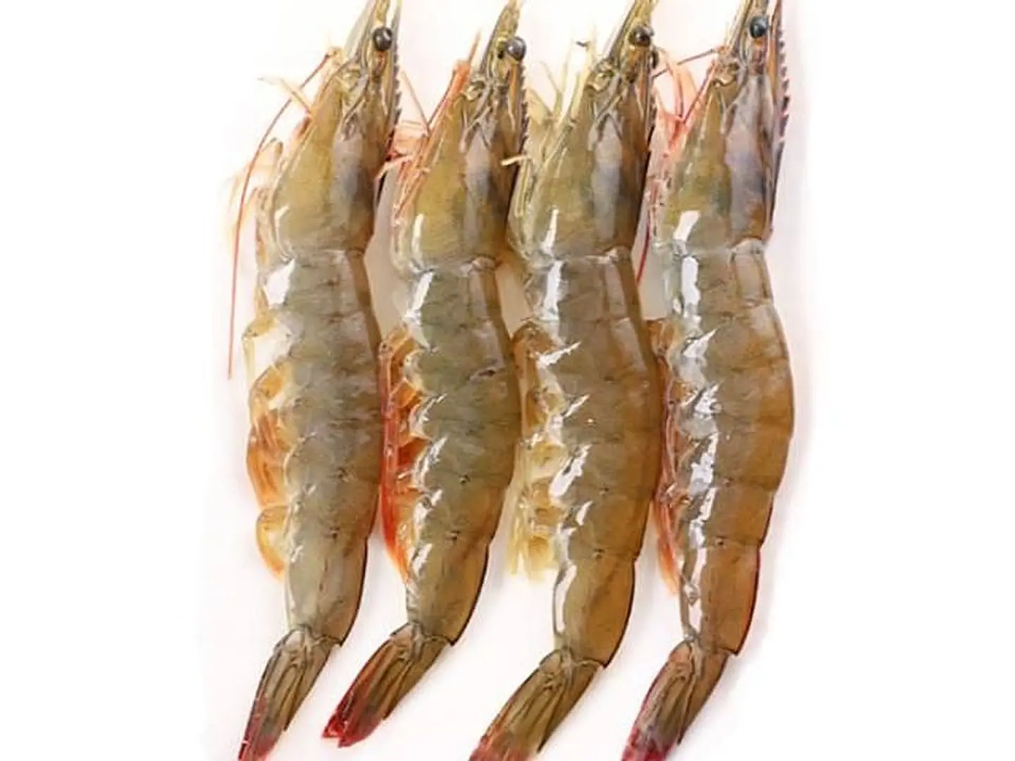 جمبري 1 كيلو