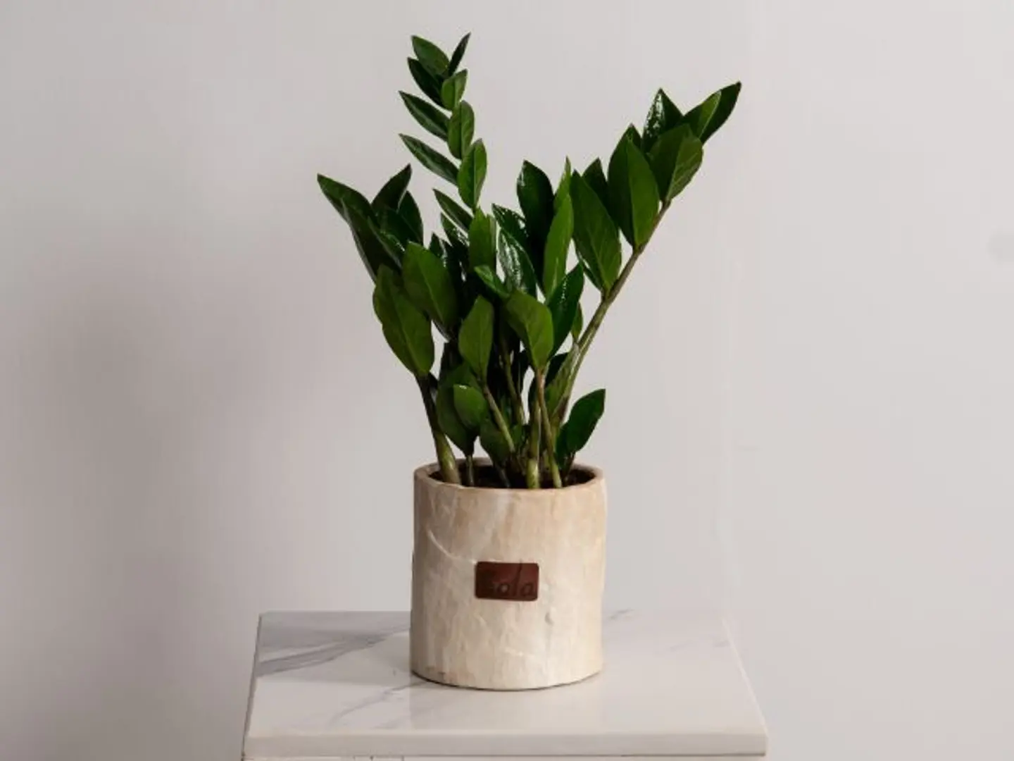 Zamia Plant