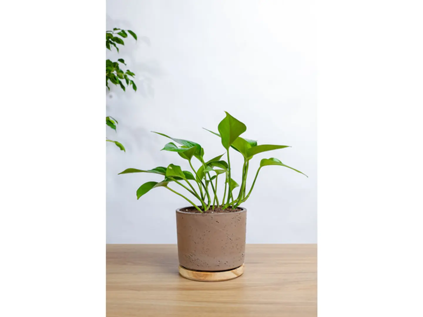 Golden Pothos Plant In A Brown Ceramic Pot With A Wooden Base