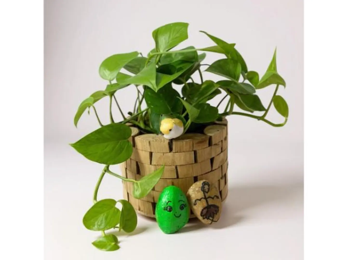 Indoor Wooden Pothos Plant