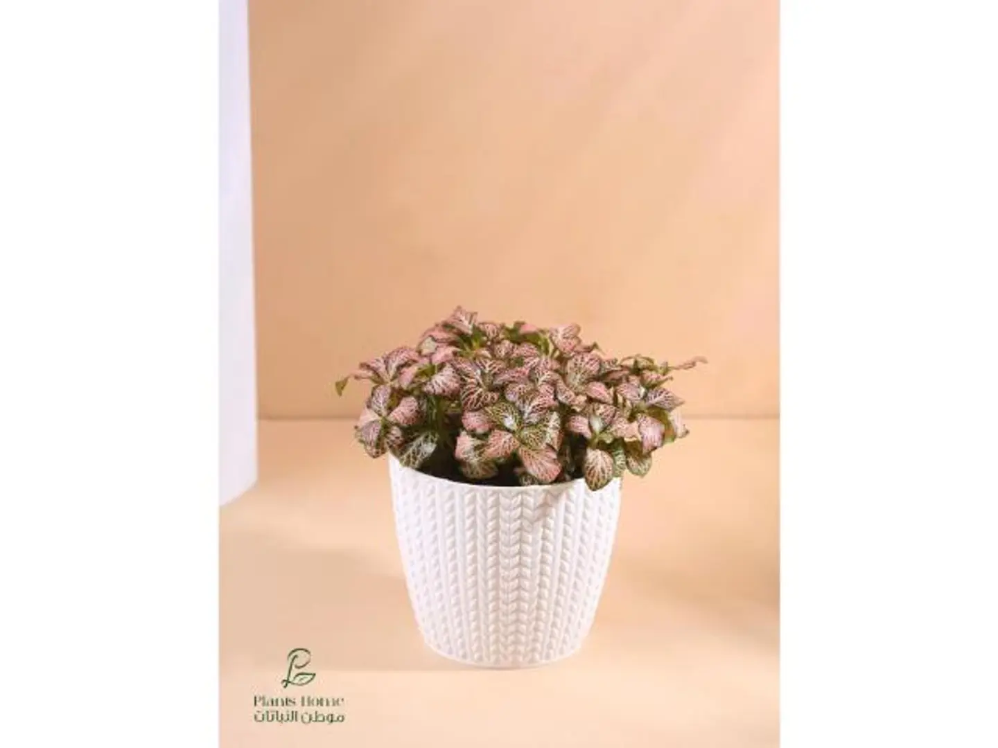 الفيتونيا الحمراء في حوض بلاستيك أبيض