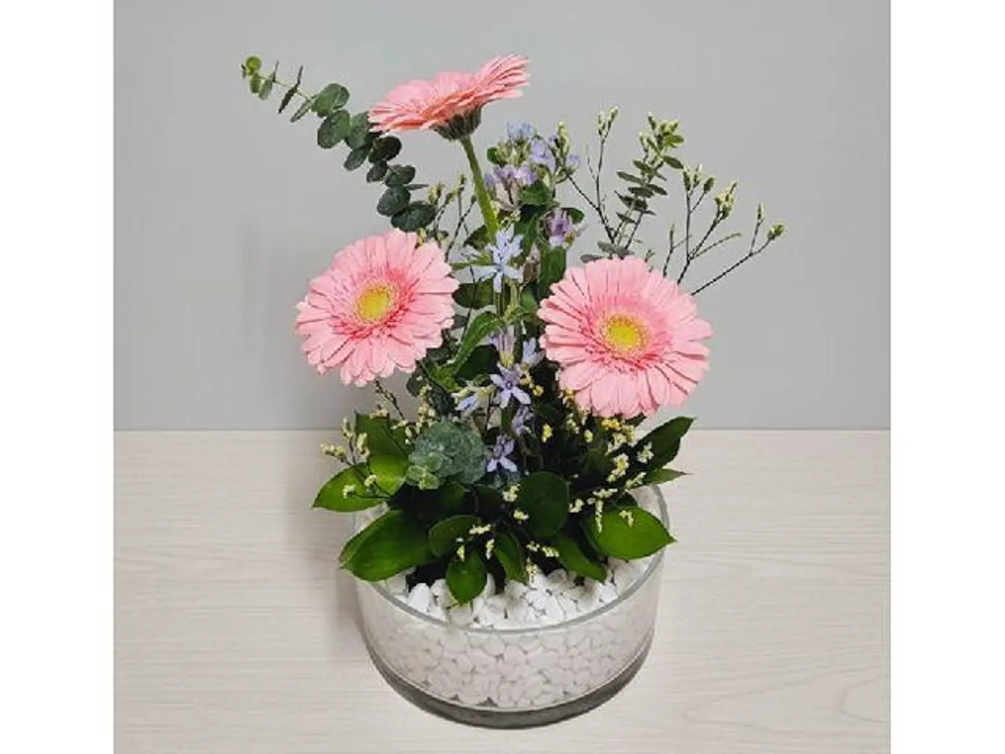 جيربيرا تريكو