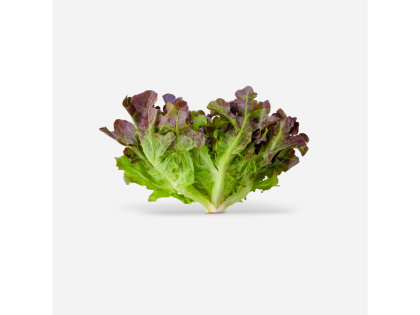 Oakleaf Lettuce