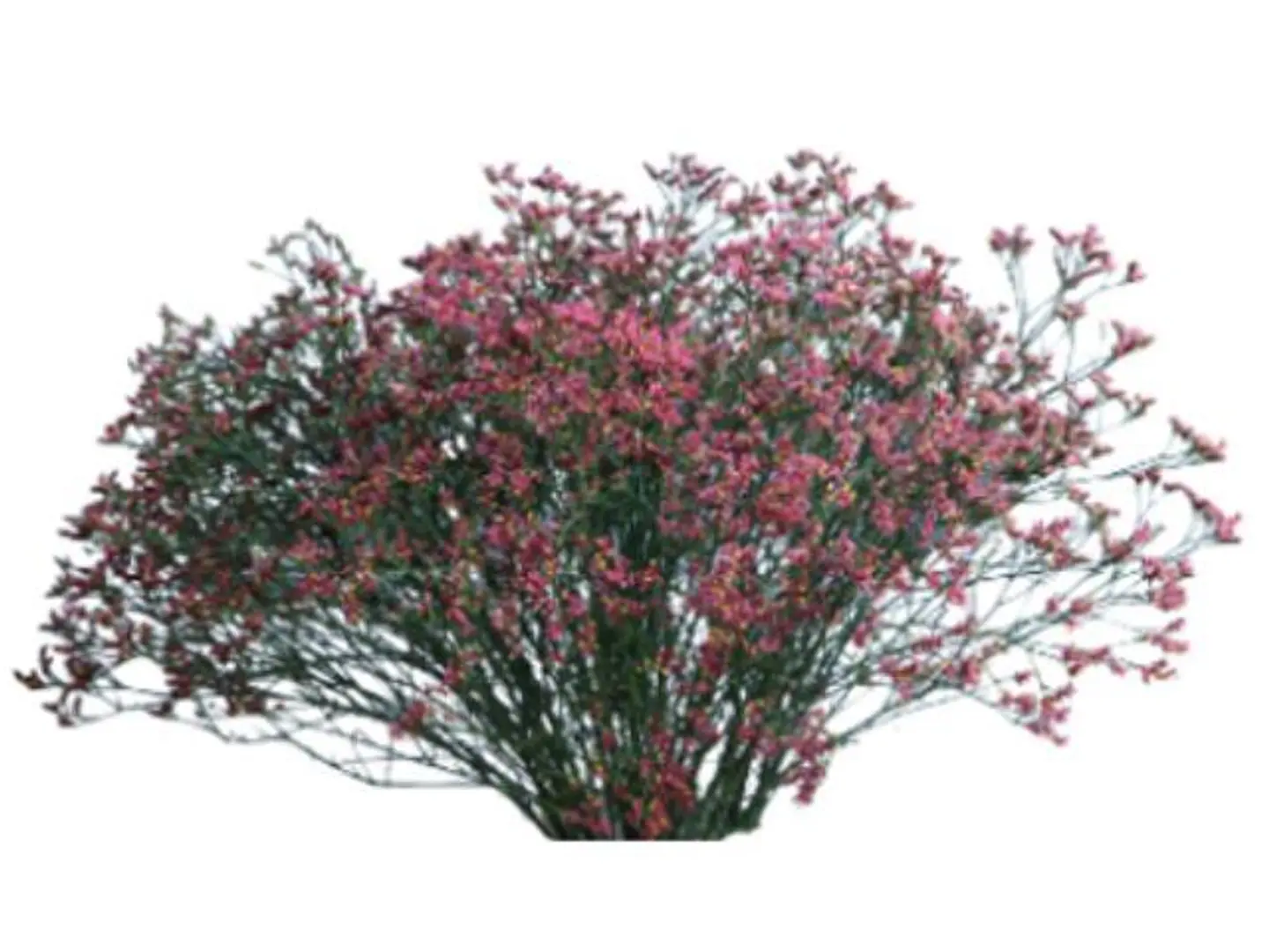Limonium Pink